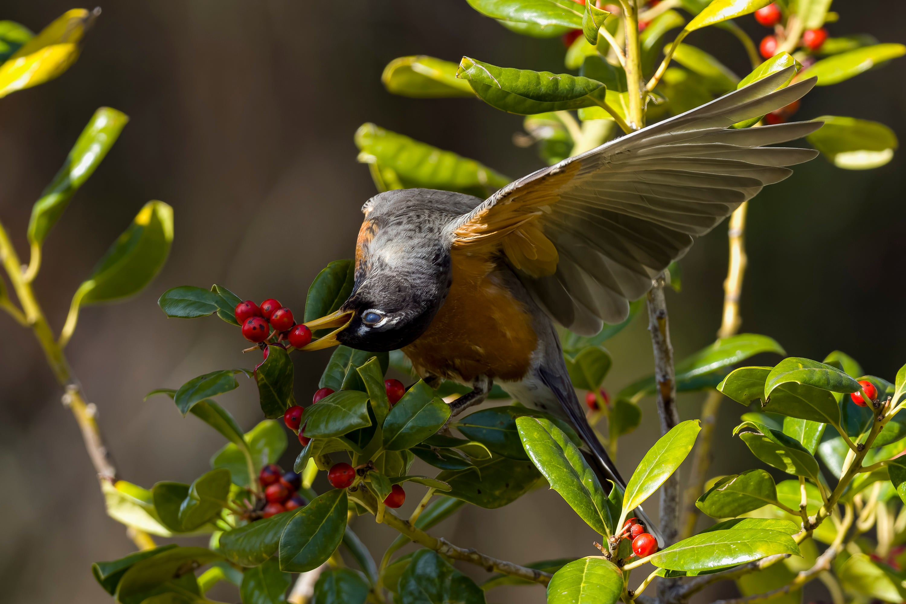 An American Robin gobbles up red holly berries with its head turned upside down.