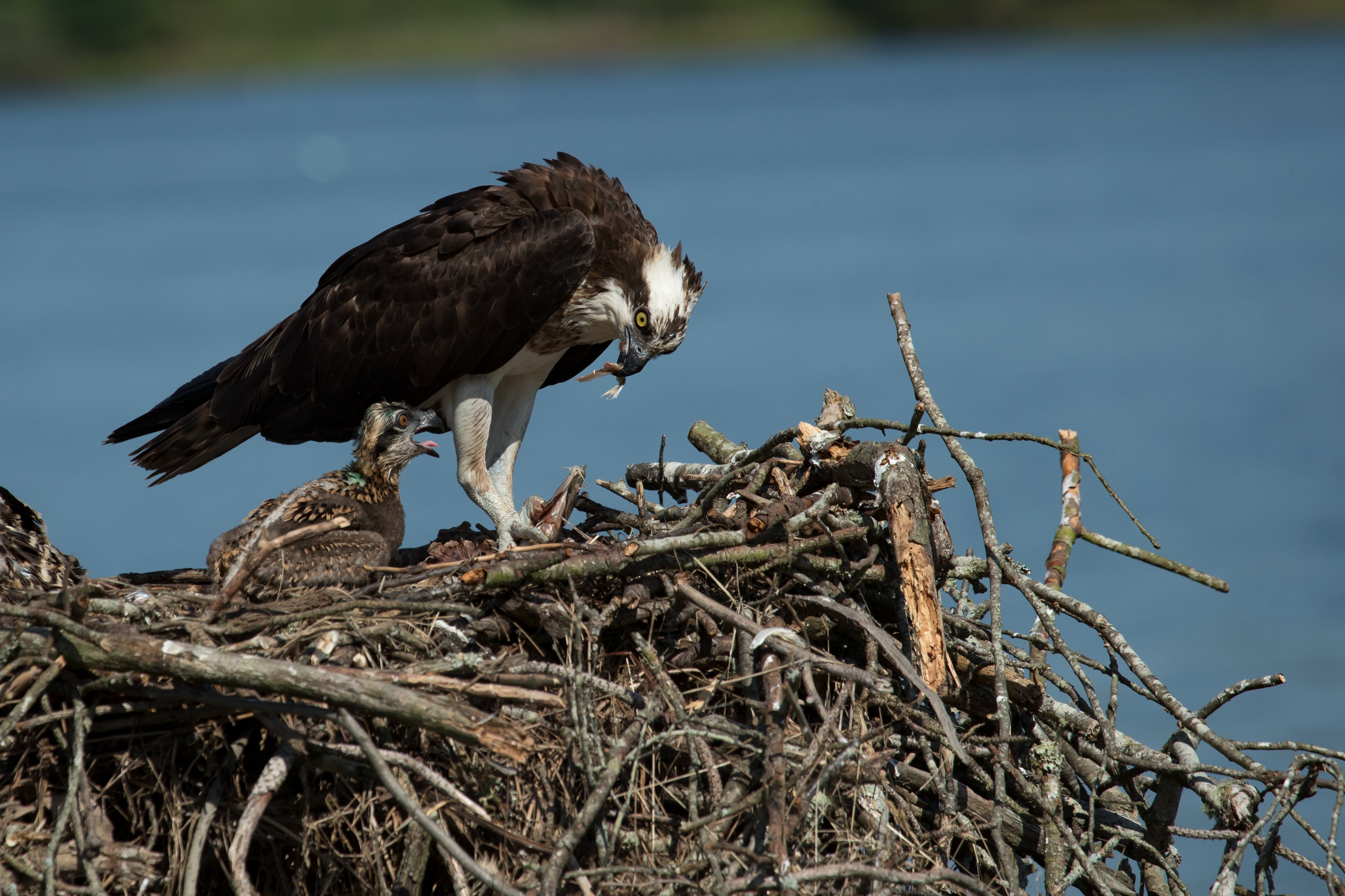 An adult Osprey tears apart a freshly caught fish to feed its' chick in the nest. 