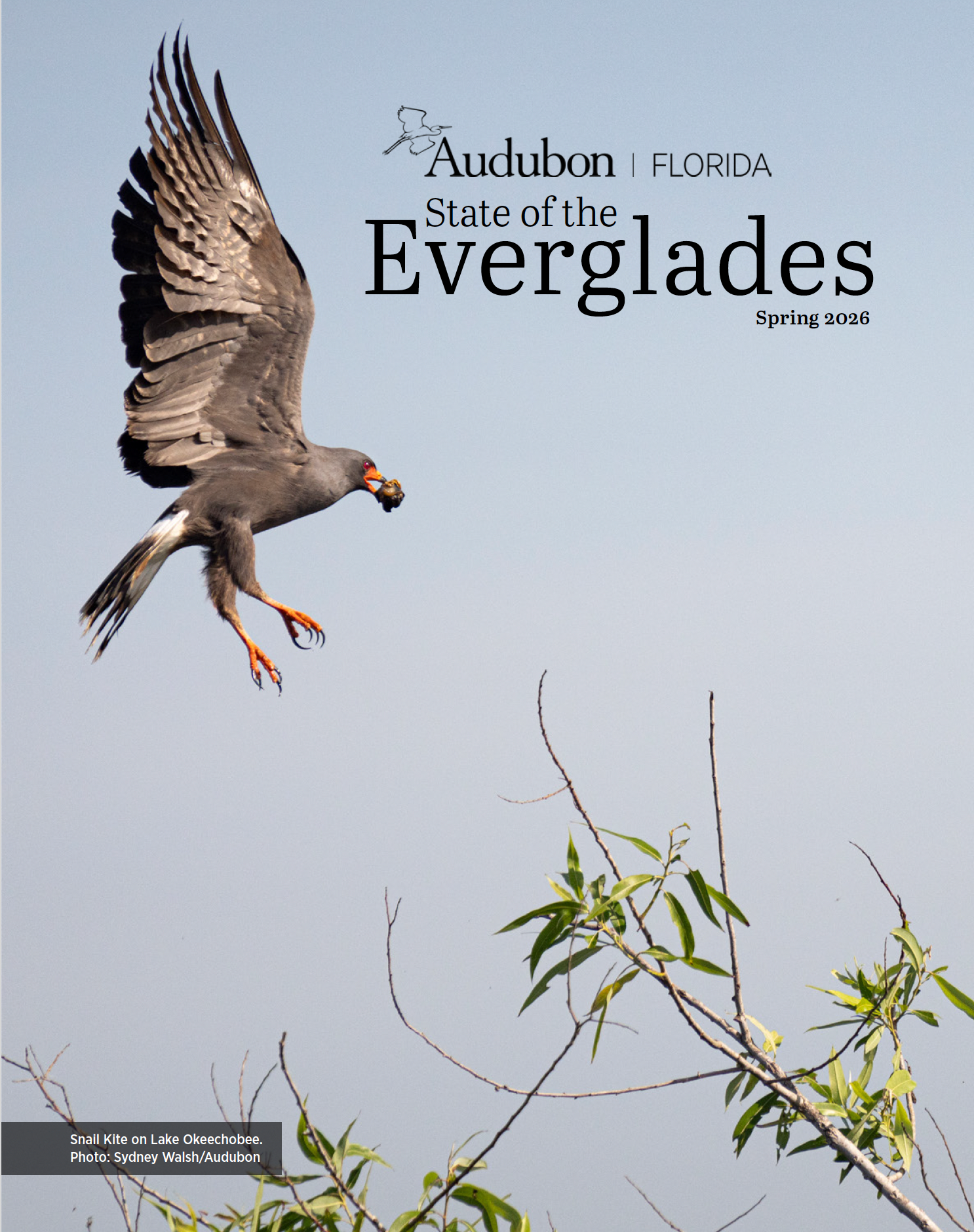 snail kite coming in for a landing