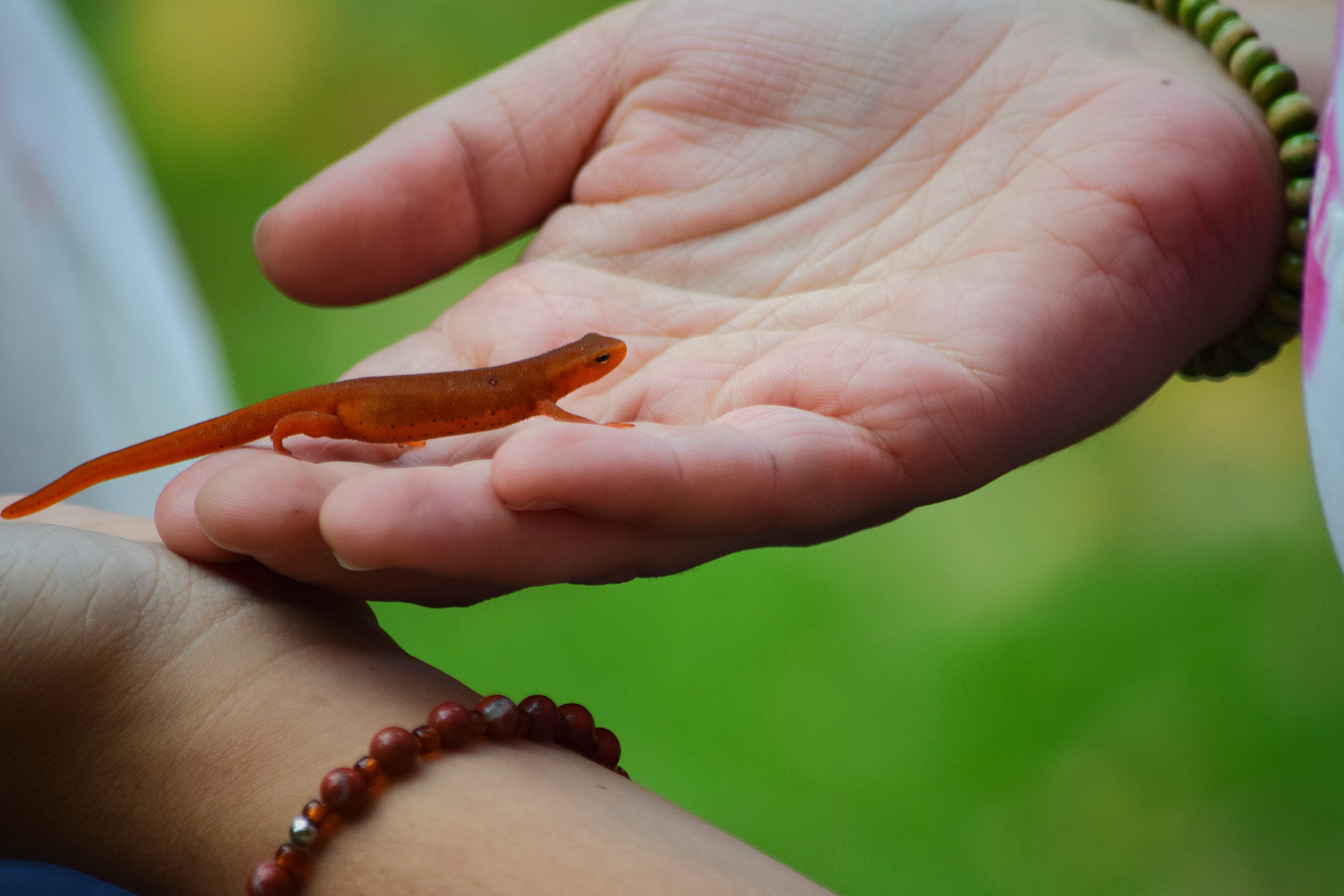 A closeup of an Eastern Newt (red eft) climbing on a person's open hands.