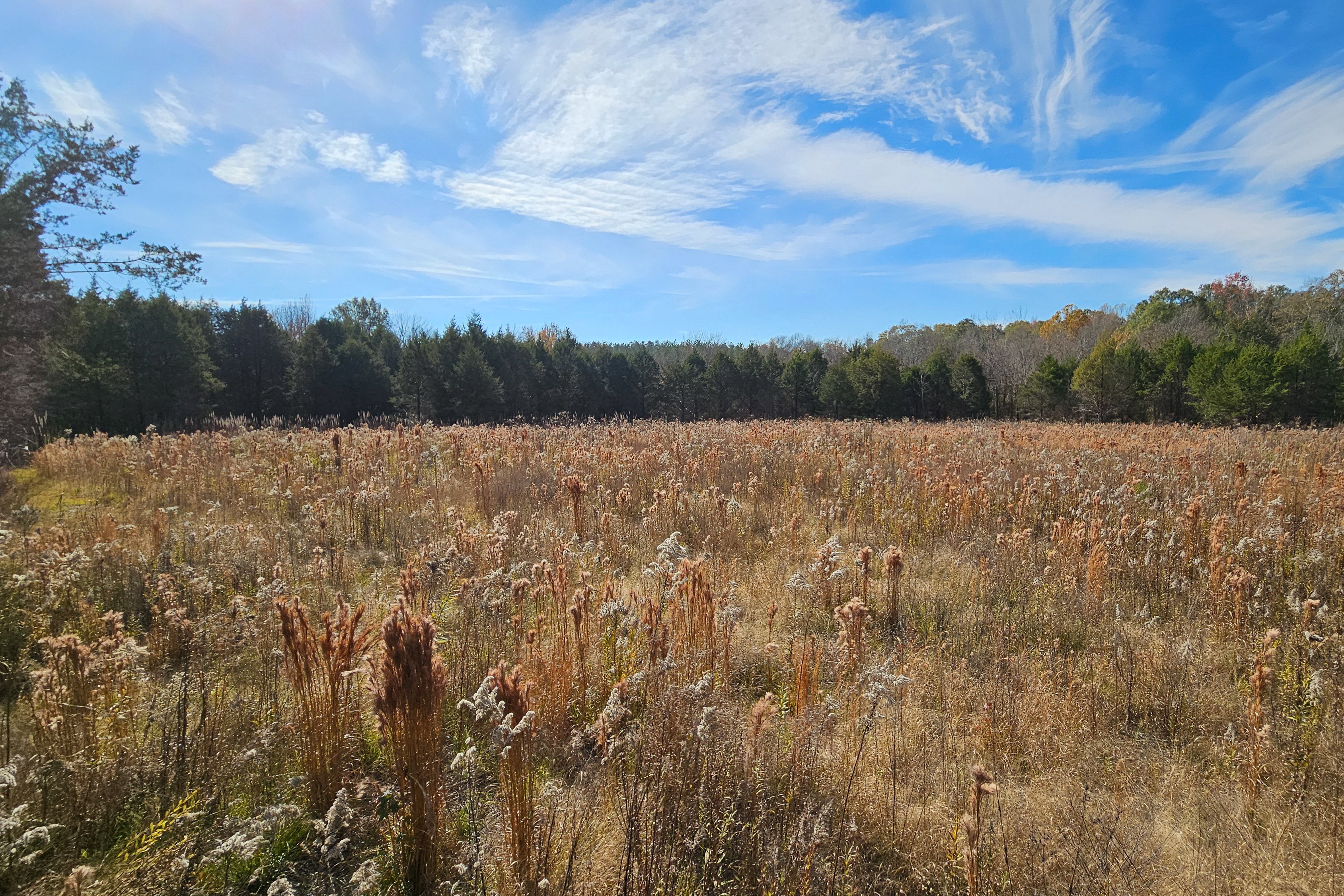 A large open field, made up of brown, dormant wild grass. 