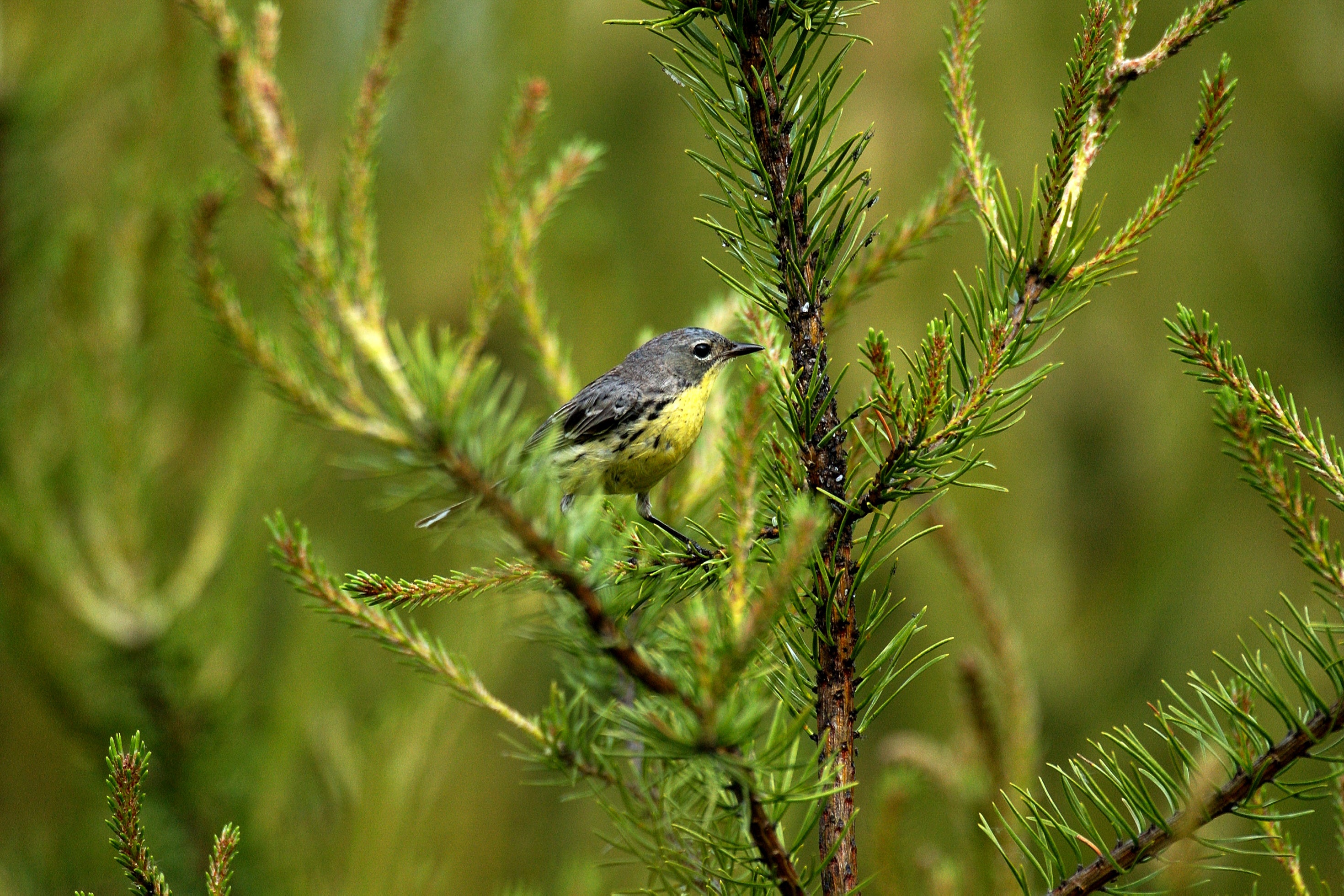A gray and yellow Kirtland's Warbler perches in a young pine tree, framed by the green branches.