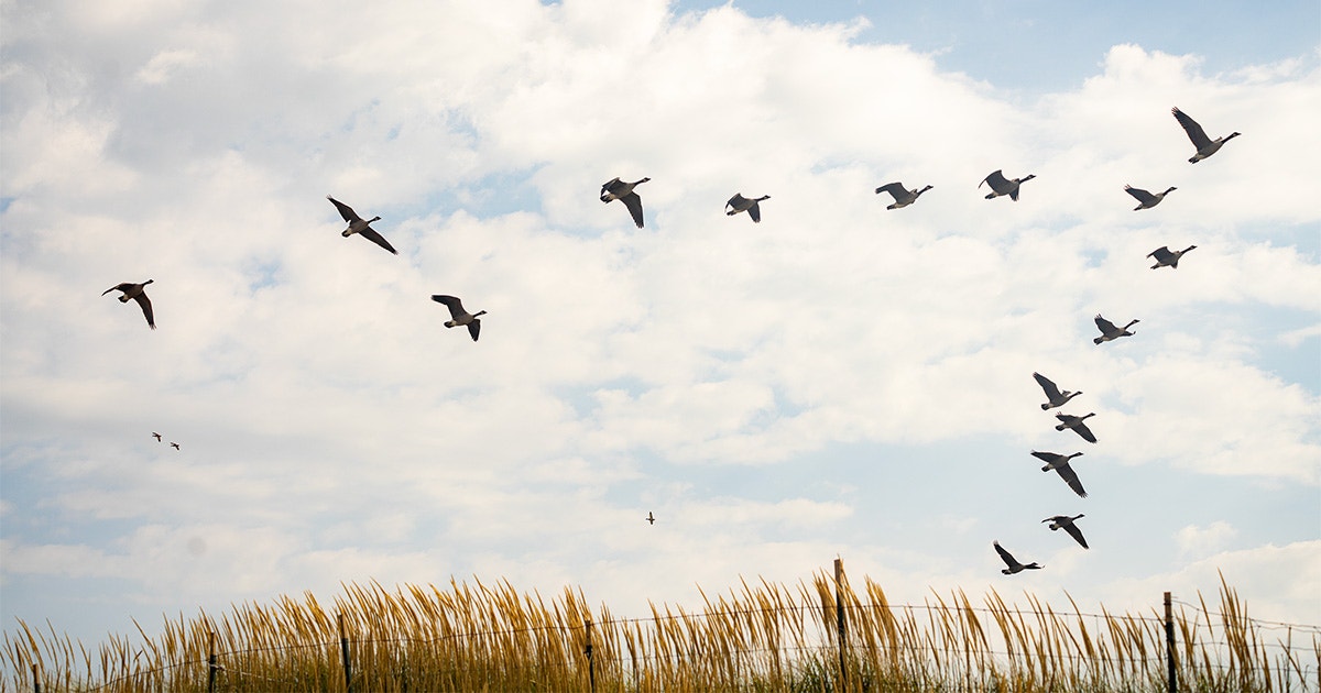 Why Do Birds Fly in a V Formation? Breaking Down a Brilliant Migration Hack
