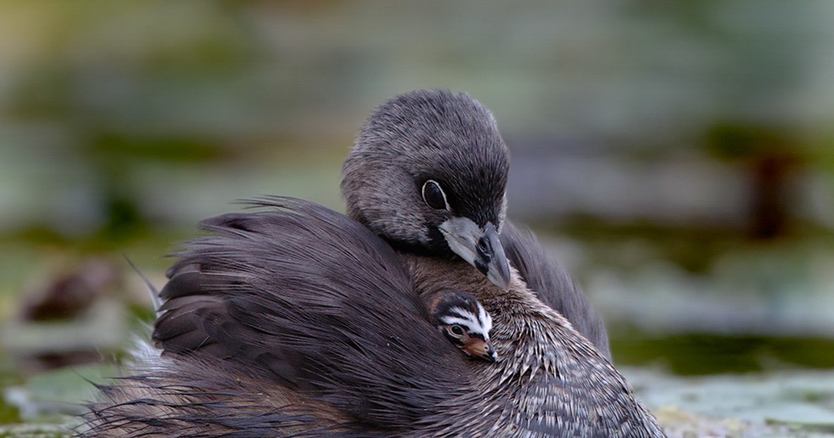 Why Water Levels Matter for Marsh Birds Why Water Levels Matter for Marsh Birds