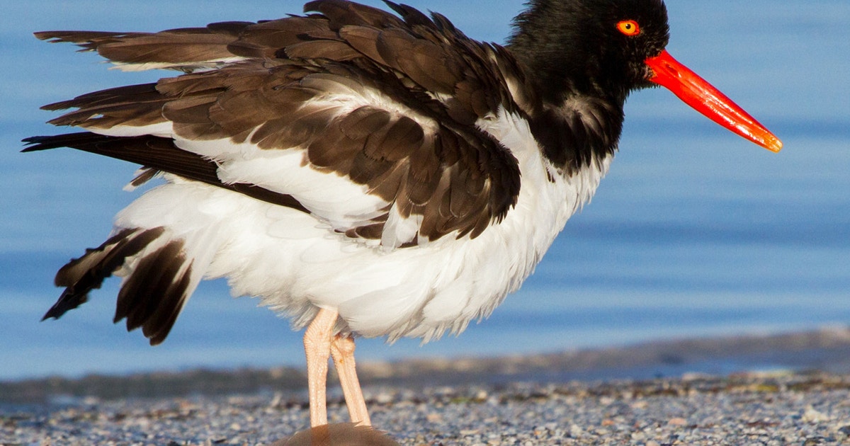Audubon Statement: NC Bills Would Weaken Coastal Protections for our Beaches Audubon Statement: NC Bills Would Weaken Coastal Protections for our Beaches