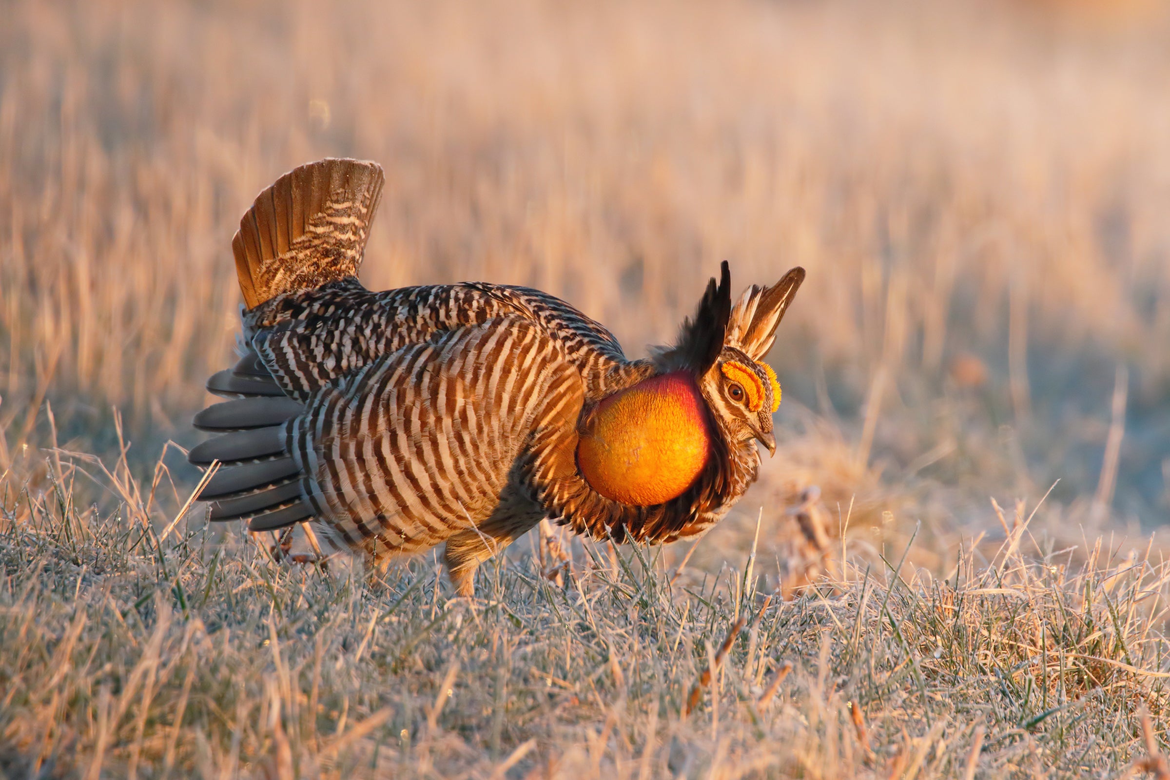 Greater Prairie-Chicken displaying on a lek in a grassland, with inflated orange air sacs and raised pinnae feathers.