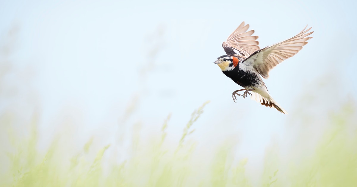 Old Salt Co-op Cattle Ranches Earn Audubon Bird-Friendly Land Certification Old Salt Co-op Cattle Ranches Earn Audubon Bird-Friendly Land Certification