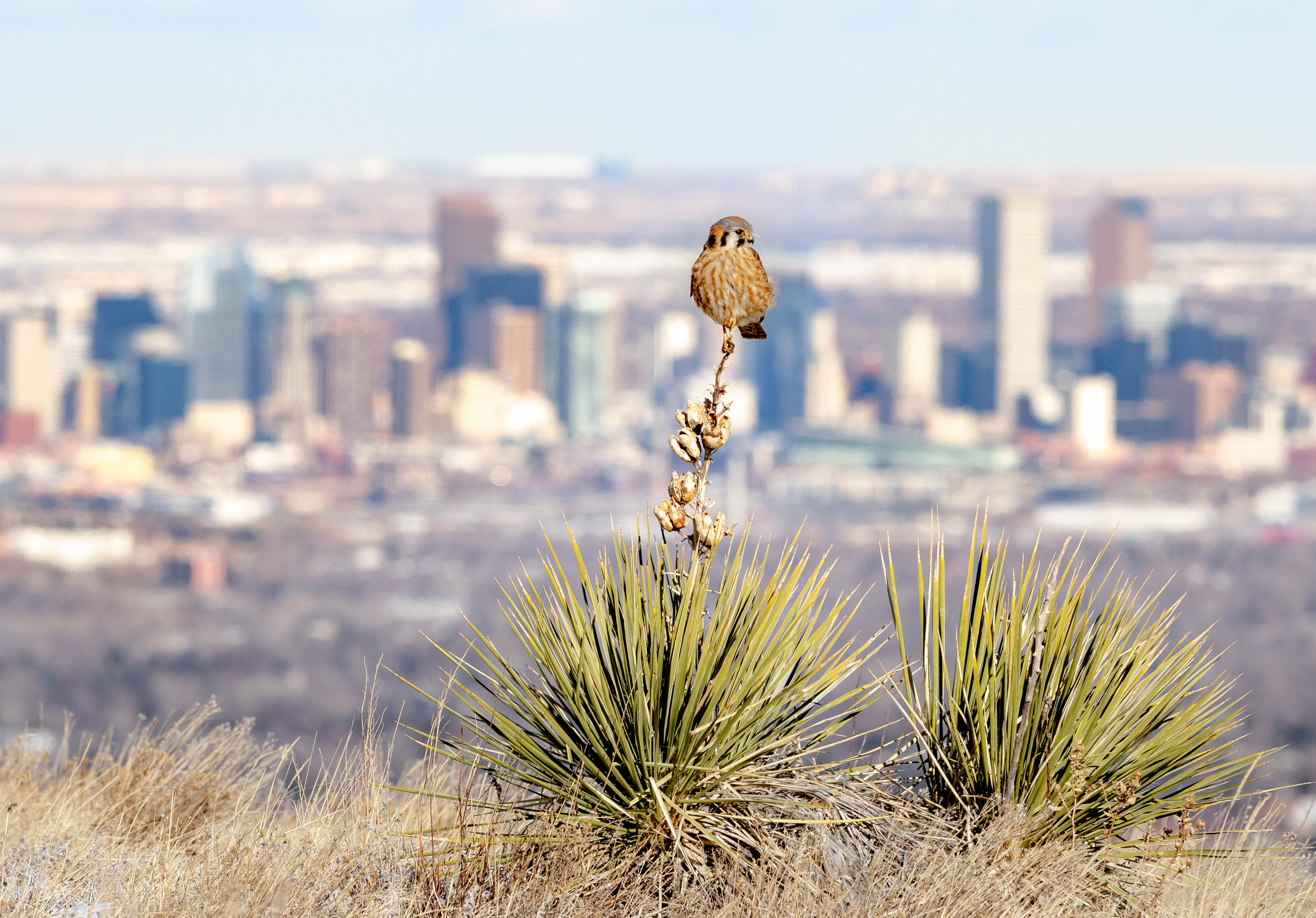 A kestrel sits on a branch with an urban view in the background.