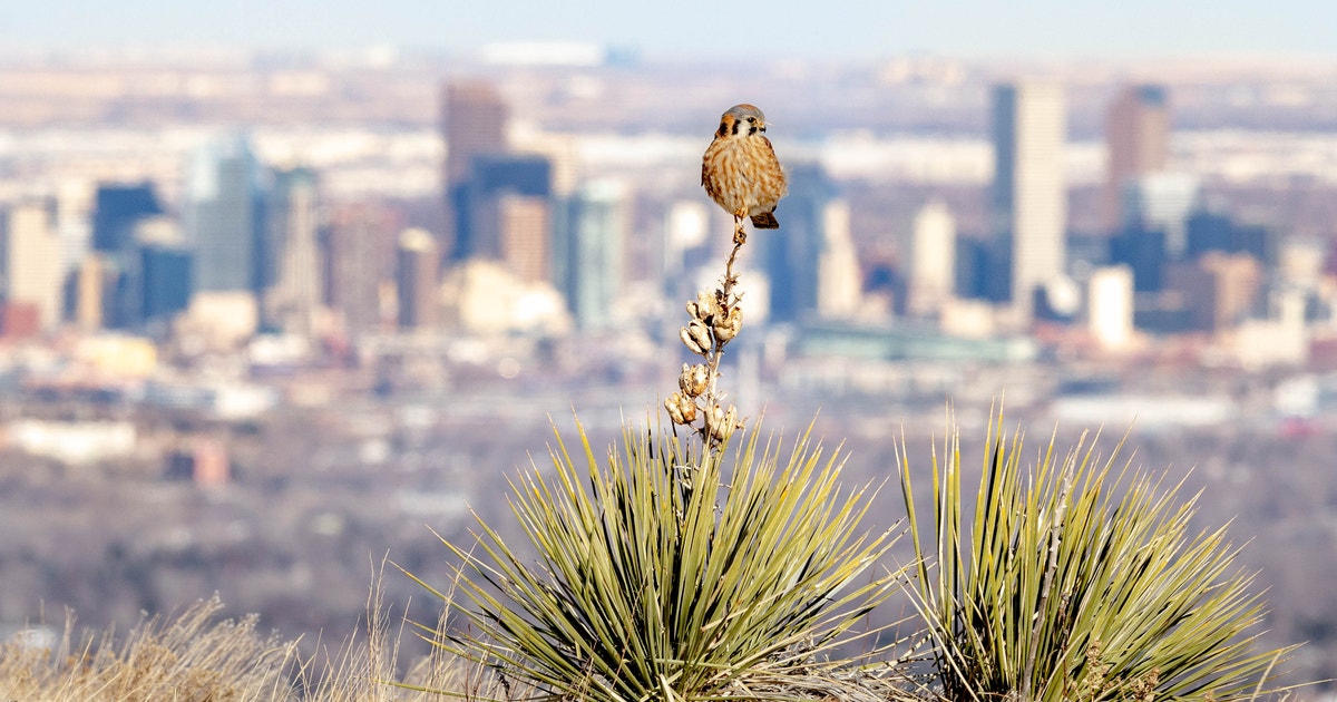Bipartisan Bill to Help Communities Support Bird Habitat Clears House Committee Bipartisan Bill to Help Communities Support Bird Habitat Clears House Committee