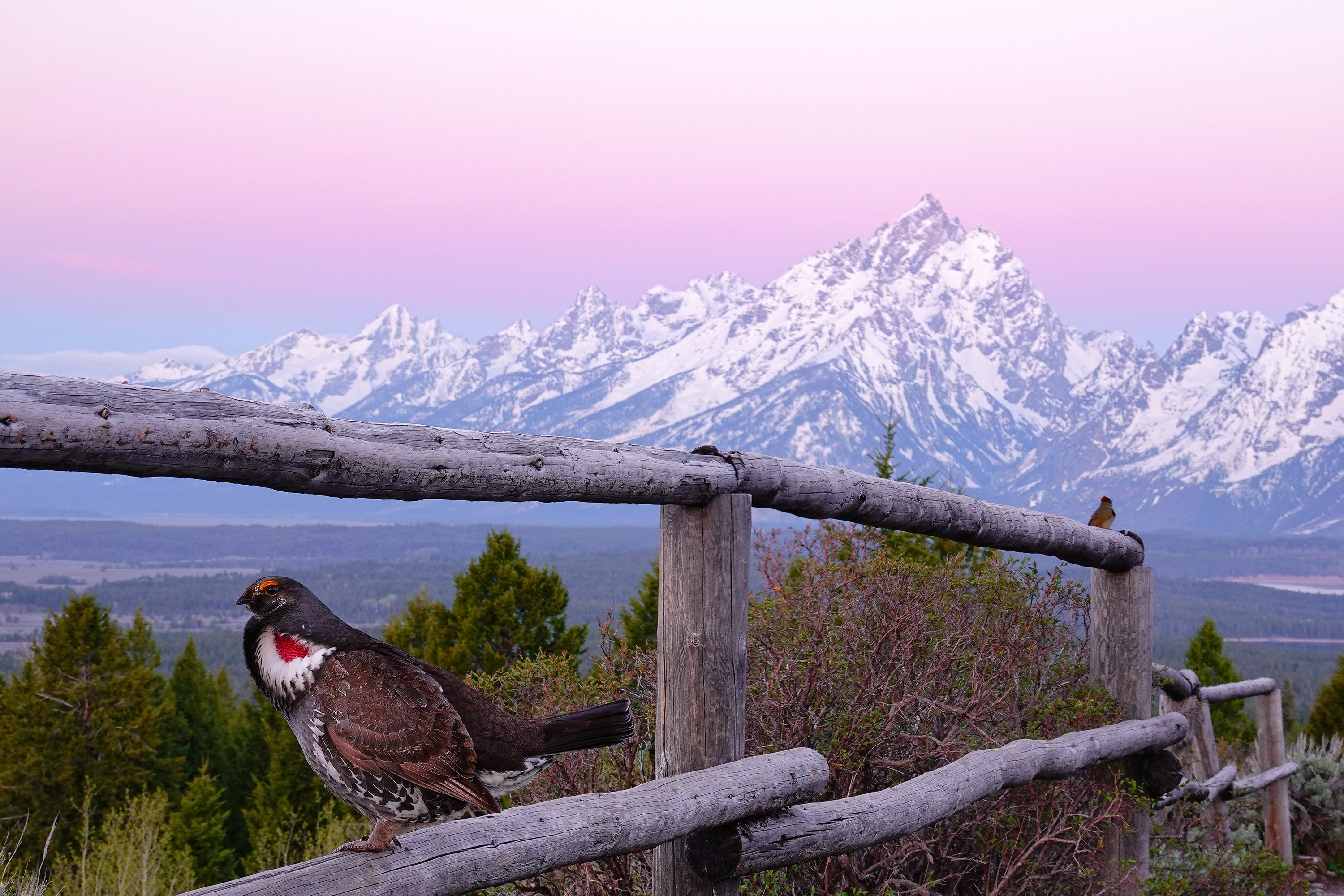 A Dusky Grouse perches on a wooden fence in front of a beautiful mountainous landscape.