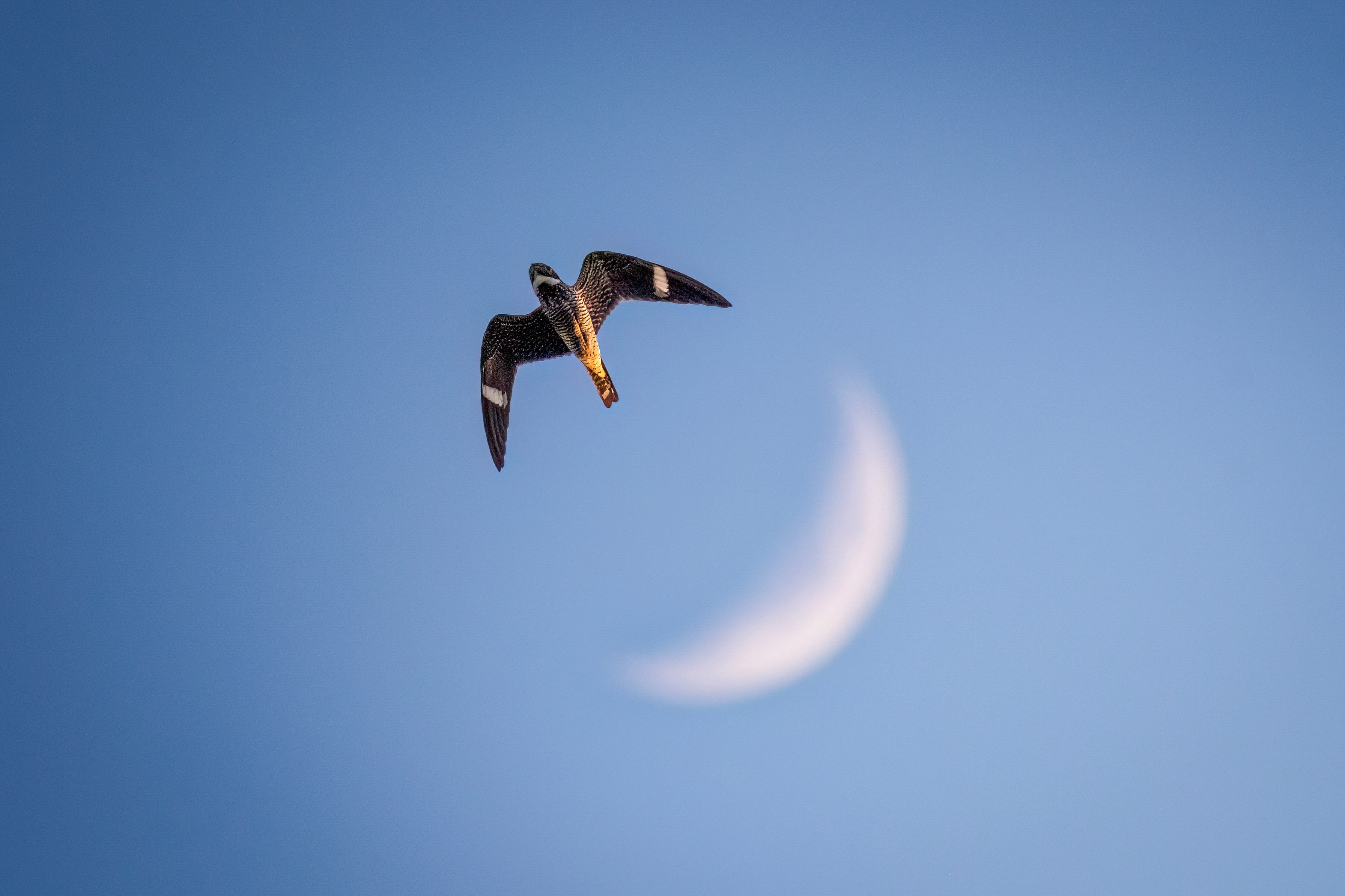 A Common Nighthawk flies overhead in front of a crescent moon.