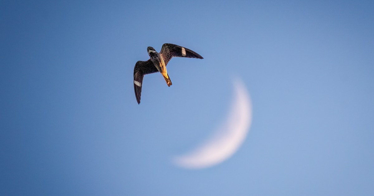 The Common Nighthawk Is Your Gateway Bird to the Weird, Wonderful World of Nightjars The Common Nighthawk Is Your Gateway Bird to the Weird, Wonderful World of Nightjars