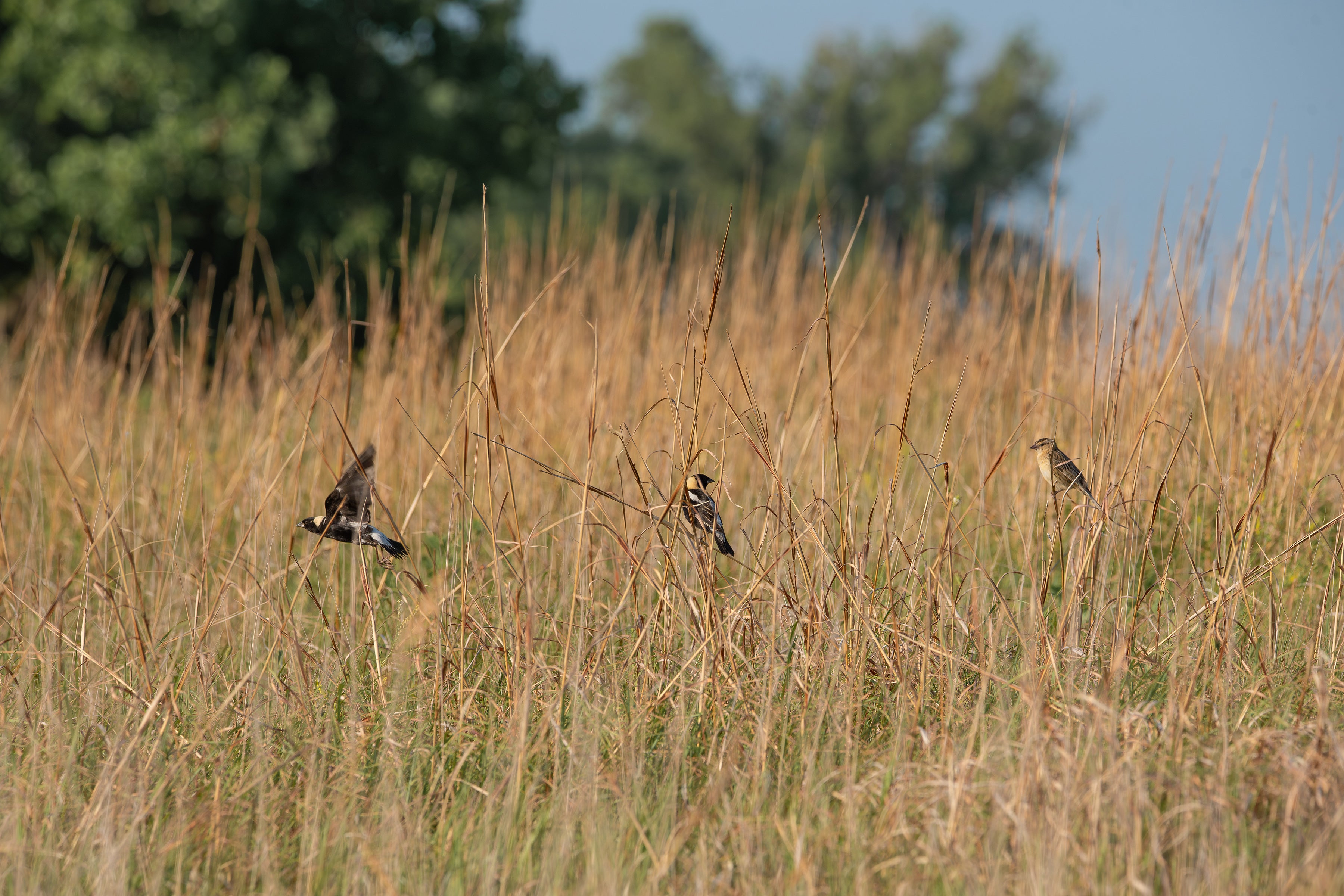 Three Bobolinks perch in a field of tall grass.