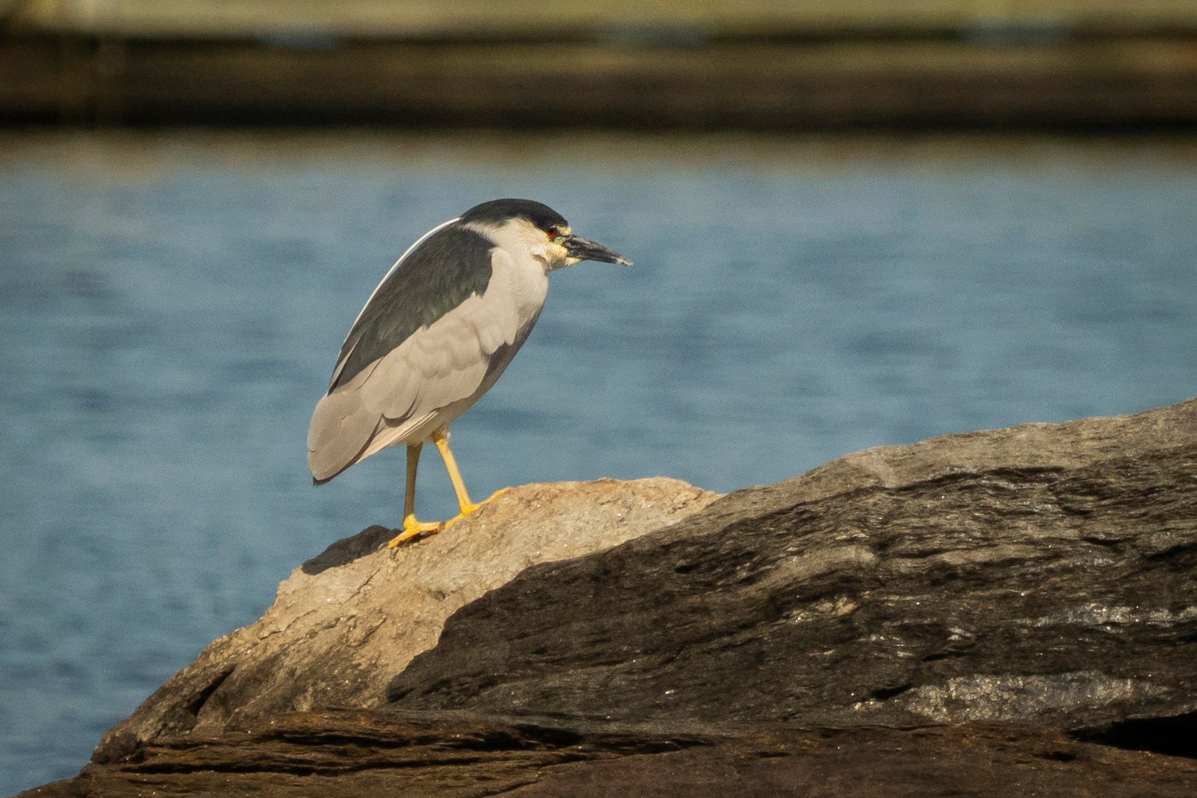 A Black-crowned Night Heron stands on a rock with a body of water in the background.