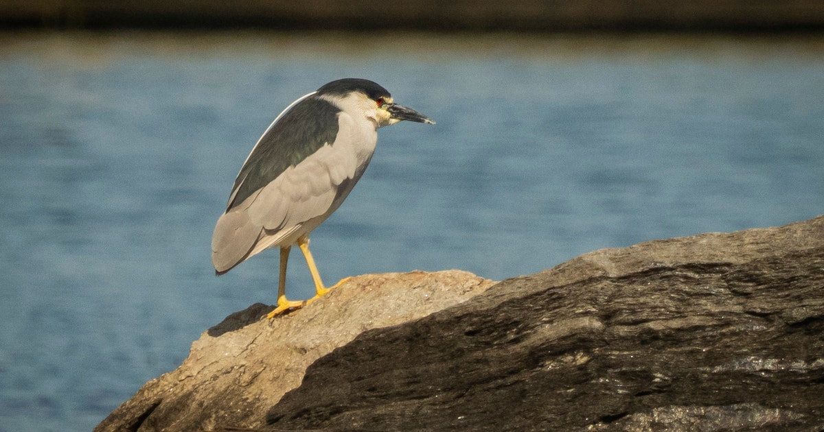 New York City’s Black-crowned Night Herons Are Vanishing—and Could Totally Disappear in a Decade, a New Study Reveals New York City’s Black-crowned Night Herons Are Vanishing—and Could Totally Disappear in a Decade, a New Study Reveals