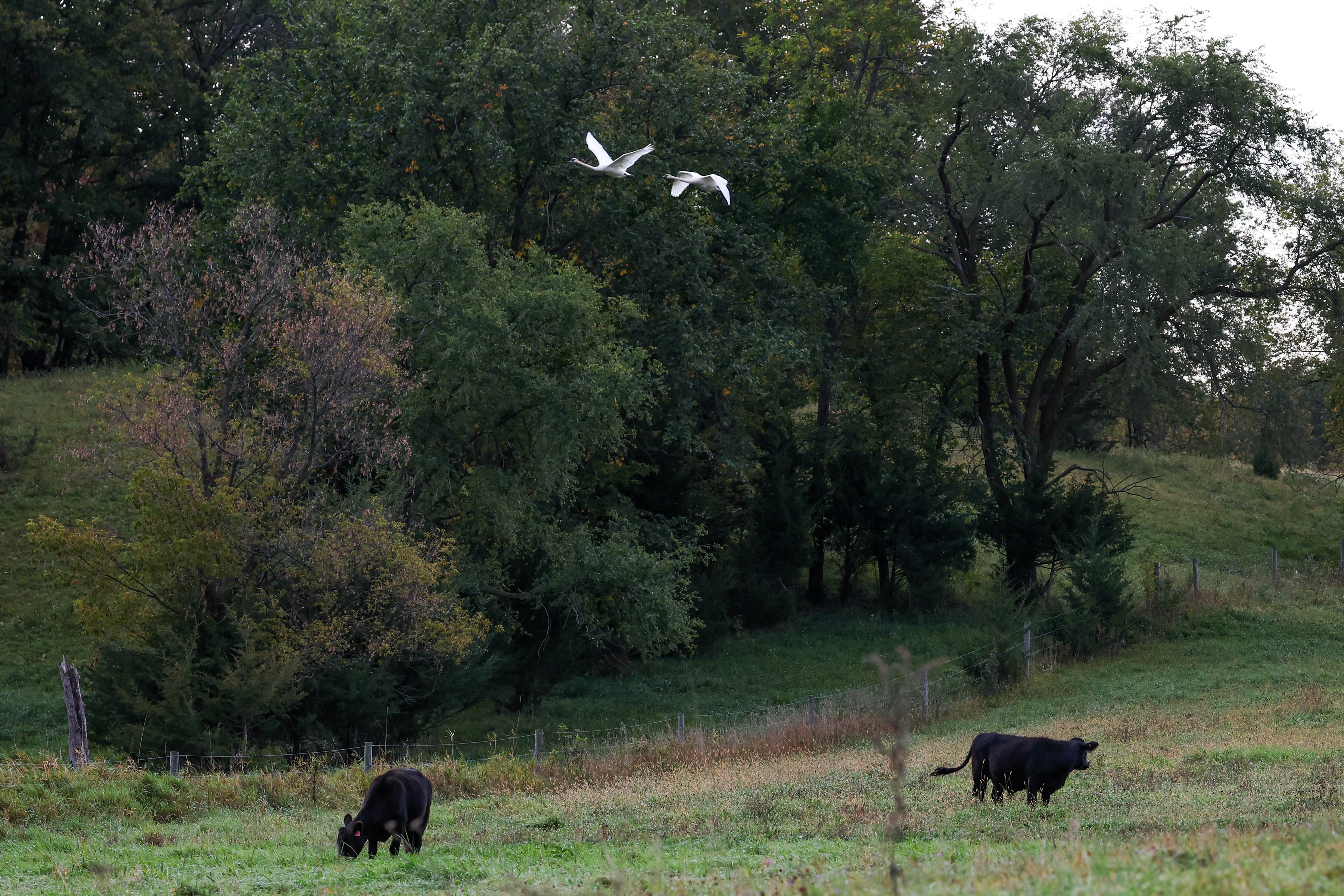 Two swans fly over a pasture of grazing cattle.