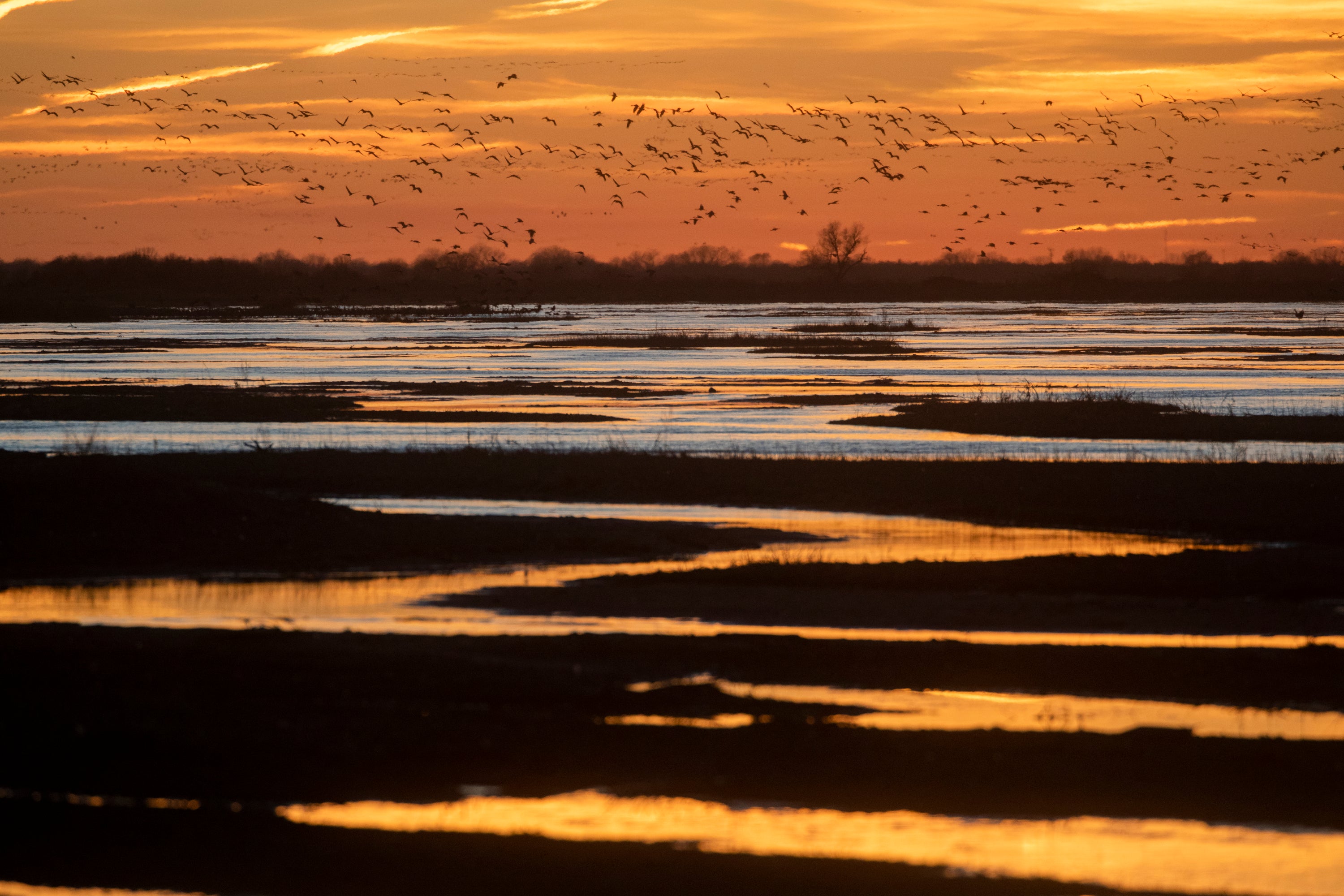 sunset on the platte river with birds flying in the sky