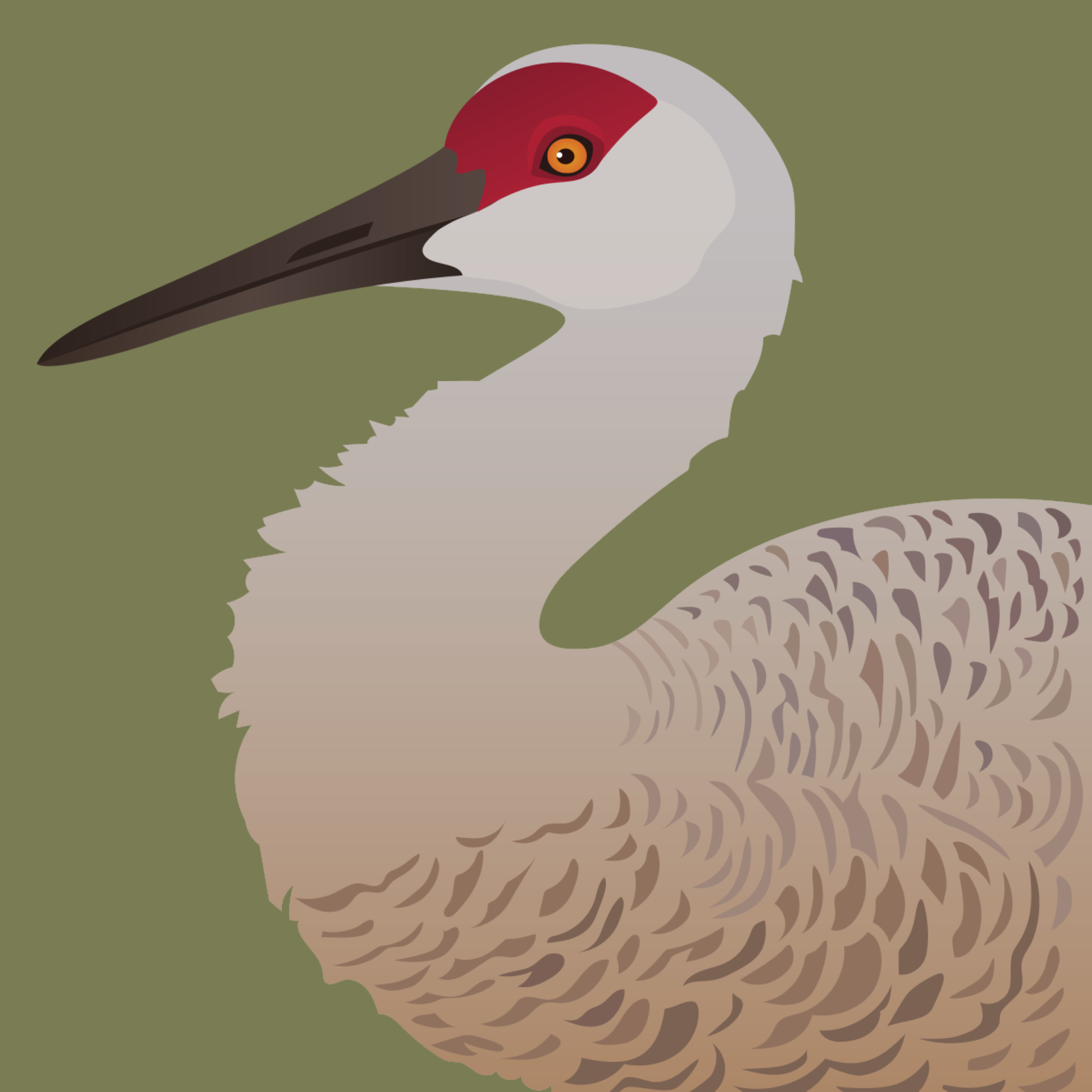 Illustration of Sandhill Crane