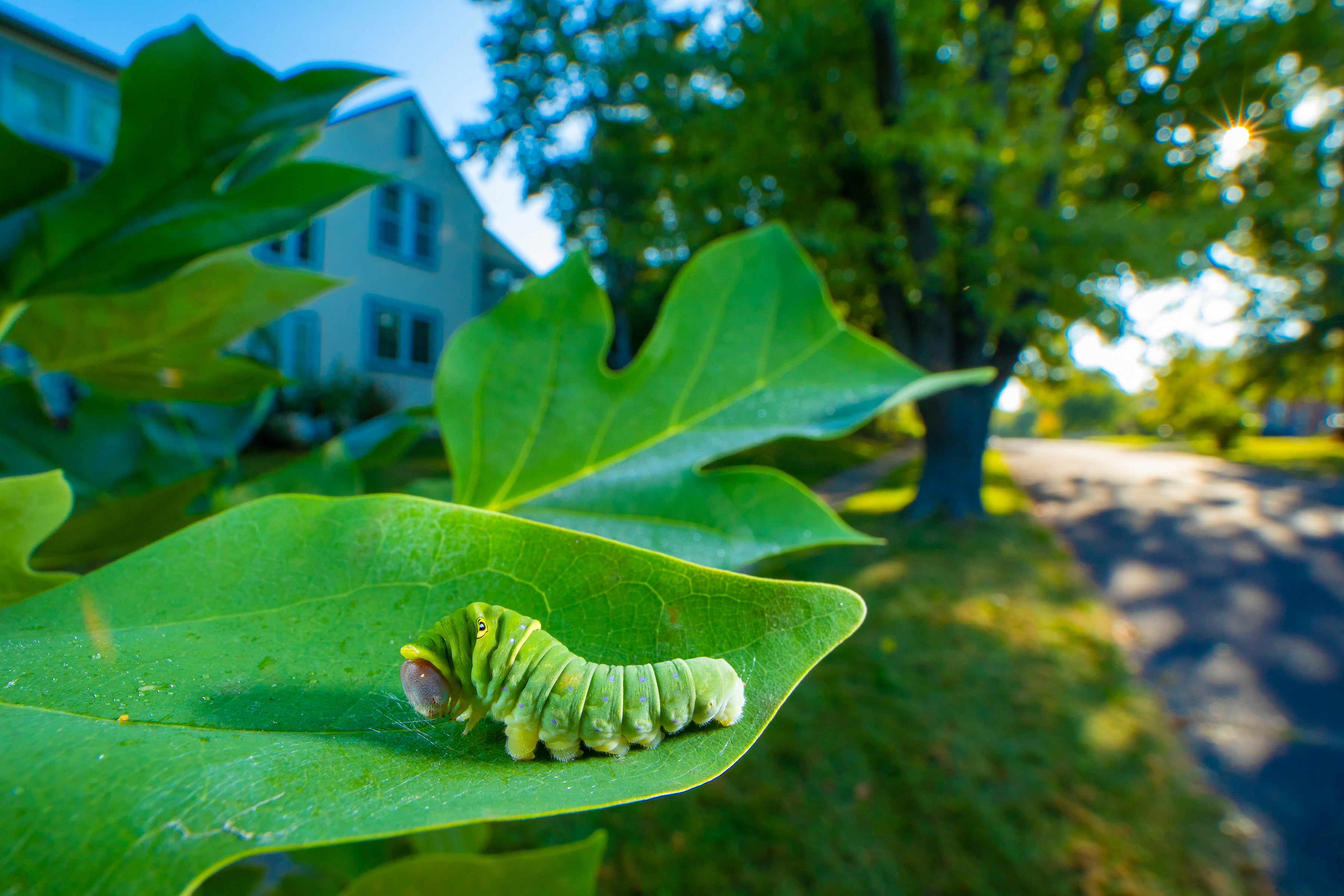 A green caterpillar on a leaf close-up in the foreground with a house on a suburban street in the background.