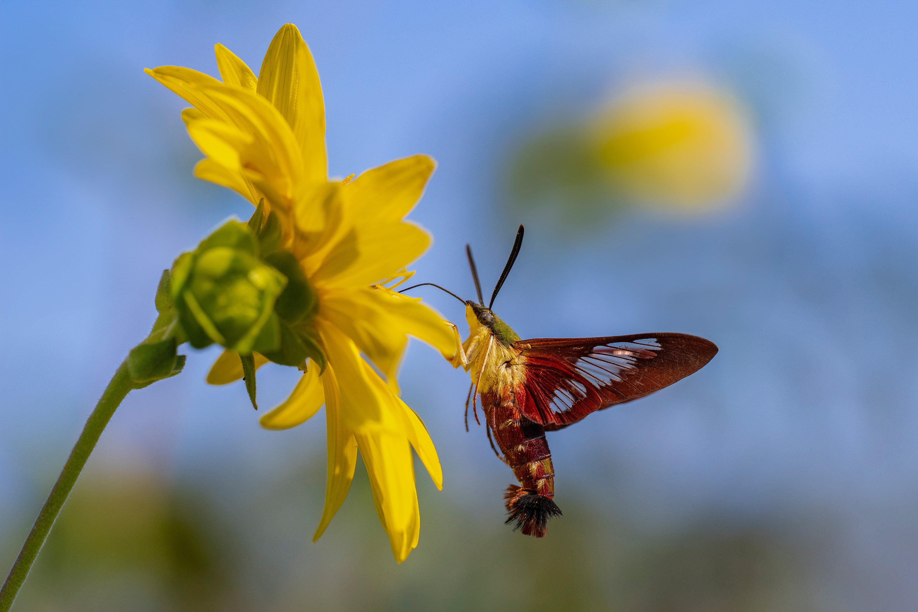 A Hummingbird Clearwing moth hovers at a yellow flower.
