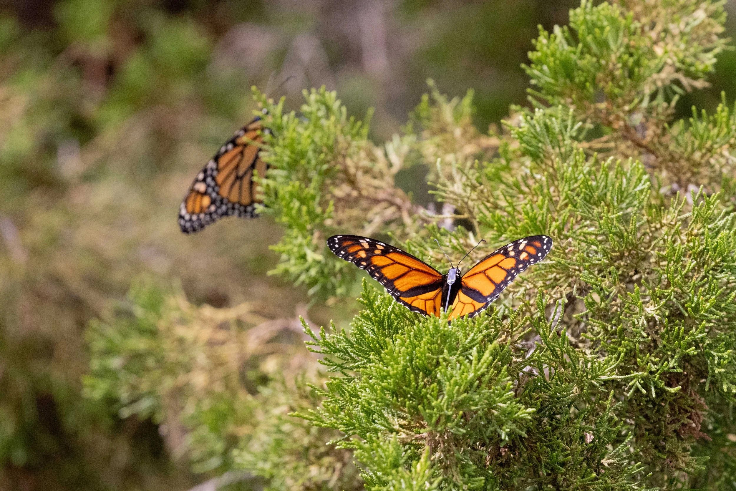 A Monarch butterfly perched in a tree with a tiny gps tracker on its back.