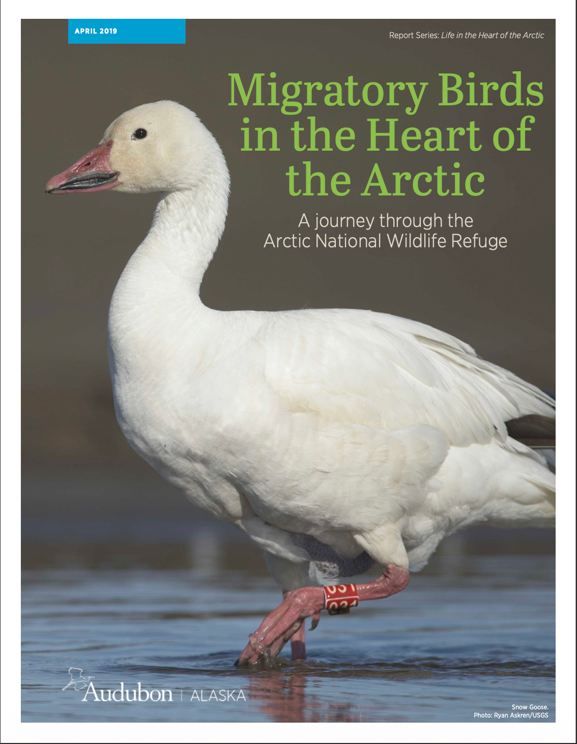 Cover of report with goose