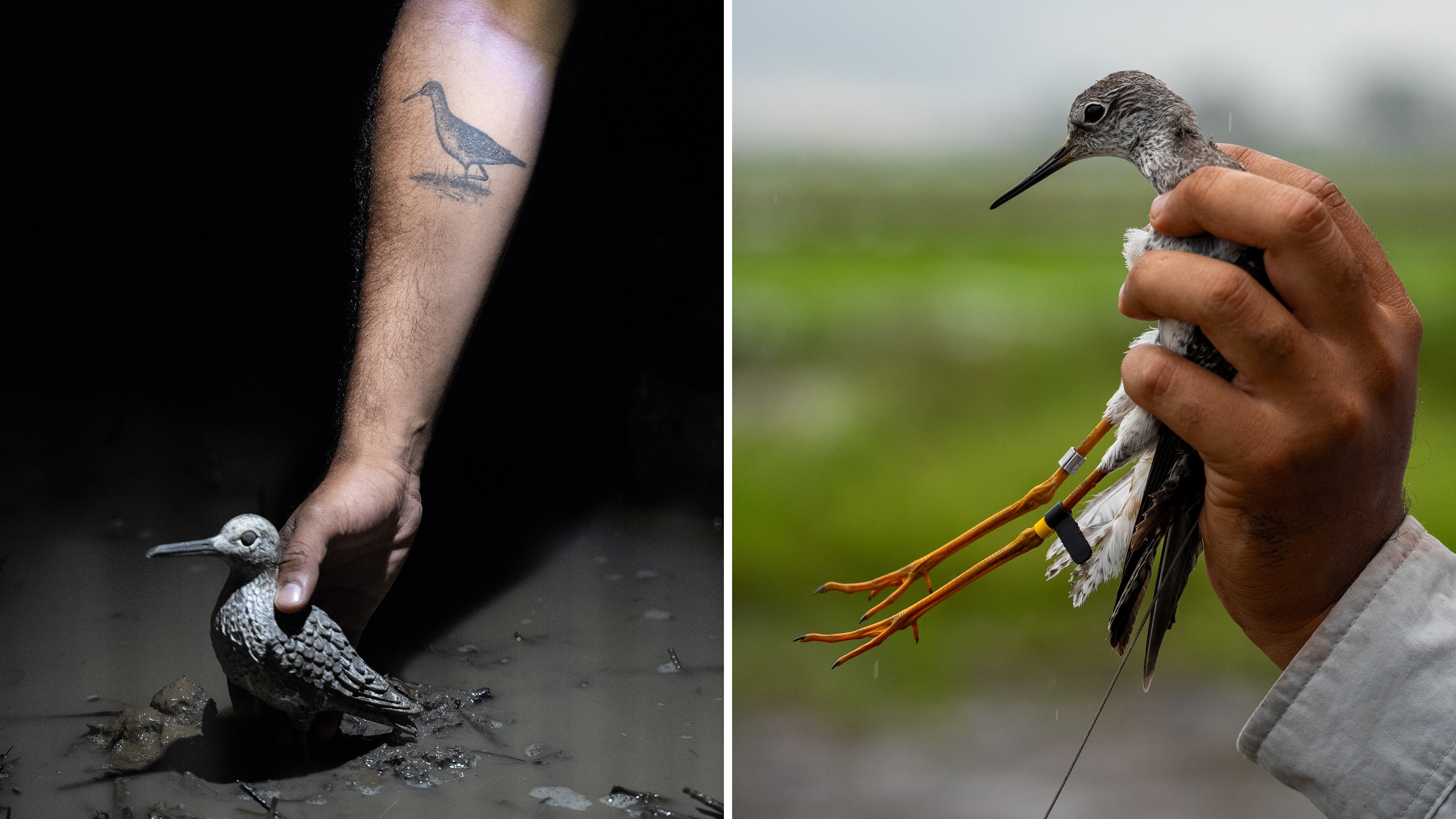 Left: A man's arm with a lesser yellowlegs tattoo places a decoy of the same bird on the ground. Right: A hand holds a lesser yellowlegs fitted with colorful leg bands.