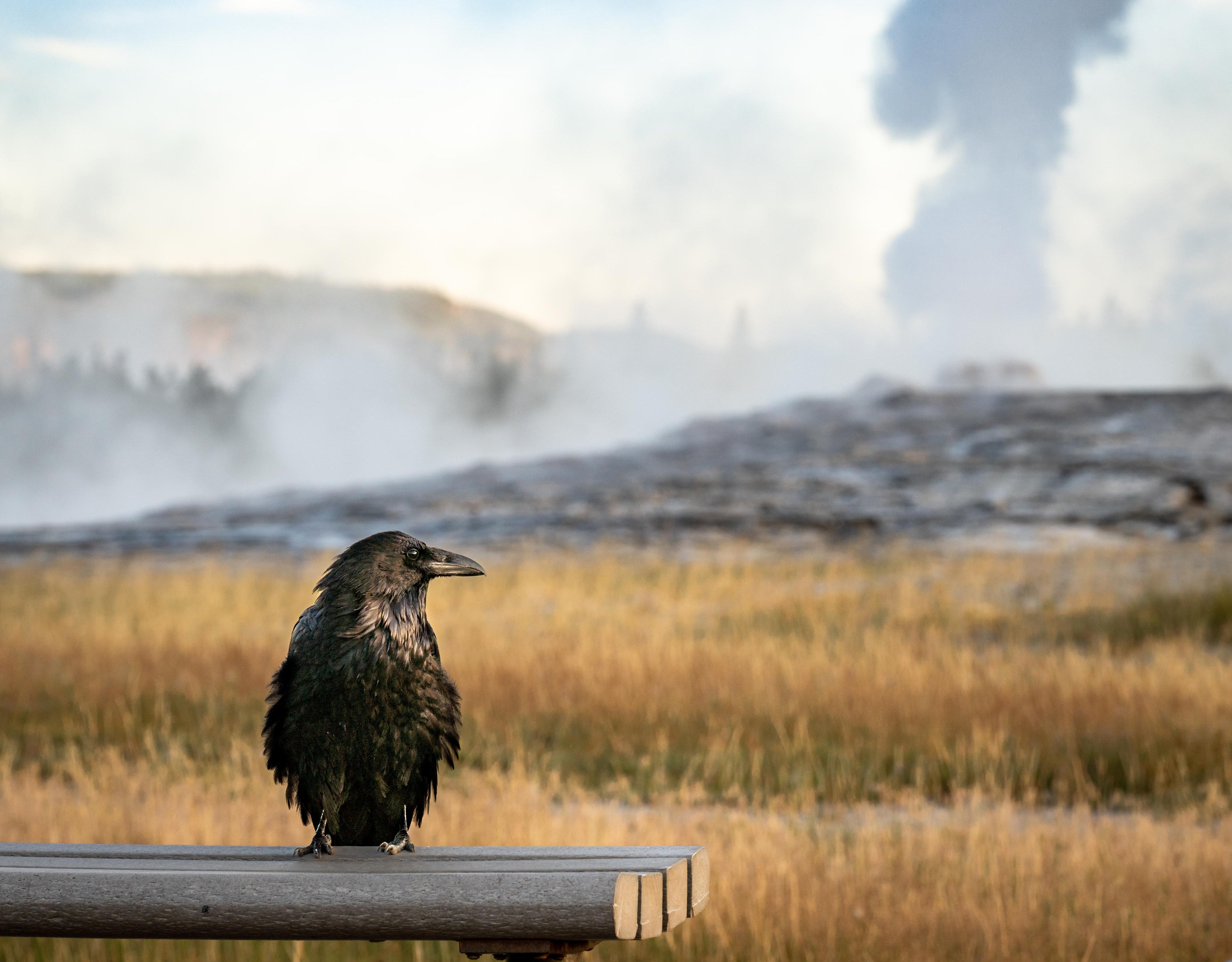 A black bird perched on a bench, behind an expansive wild landscape with natural vegetation and open scenery in the background.