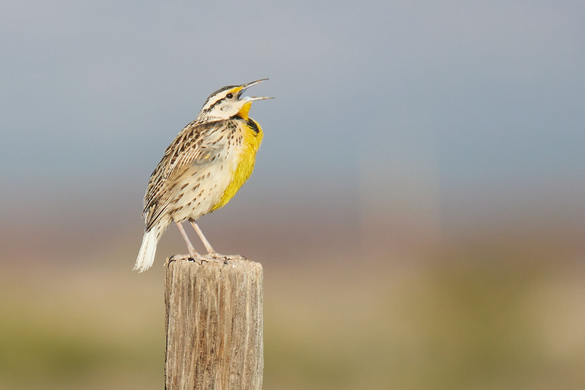 A Chihuahuan Meadowlark standing on a wooden fence post, singing.