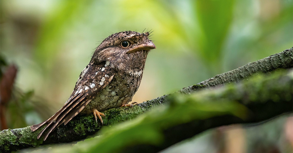 These Not-Quite-Nightjars Might As Well Be Muppets These Not-Quite-Nightjars Might As Well Be Muppets