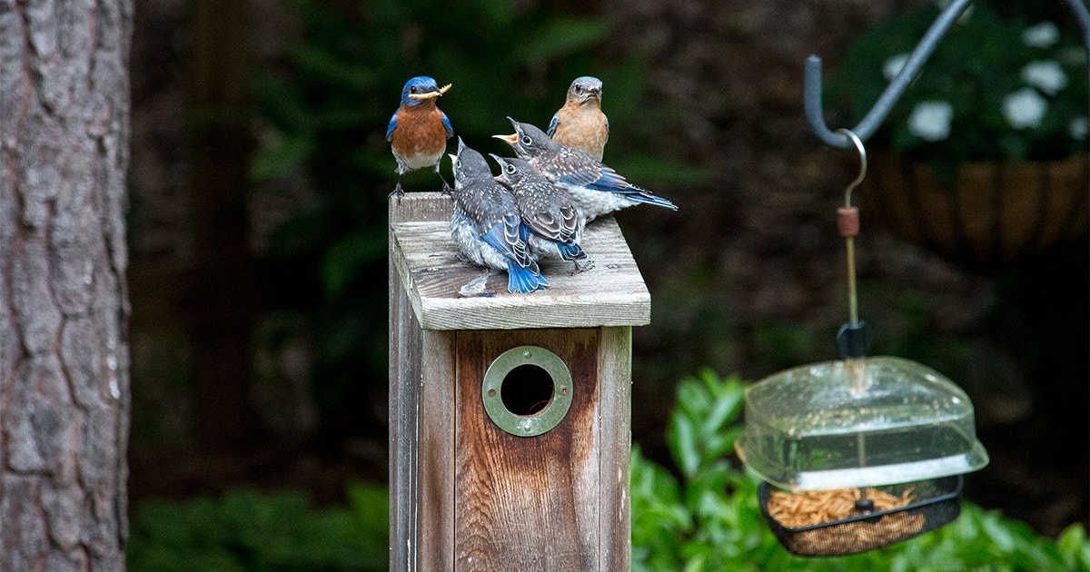 3 Easy Ways to Attract Bluebirds to Your Home (and Keep Them Around) 3 Easy Ways to Attract Bluebirds to Your Home (and Keep Them Around)