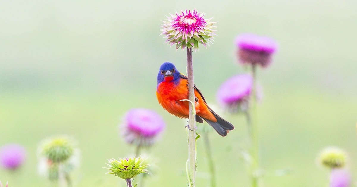 10 Fun Facts About the Painted Bunting 10 Fun Facts About the Painted Bunting