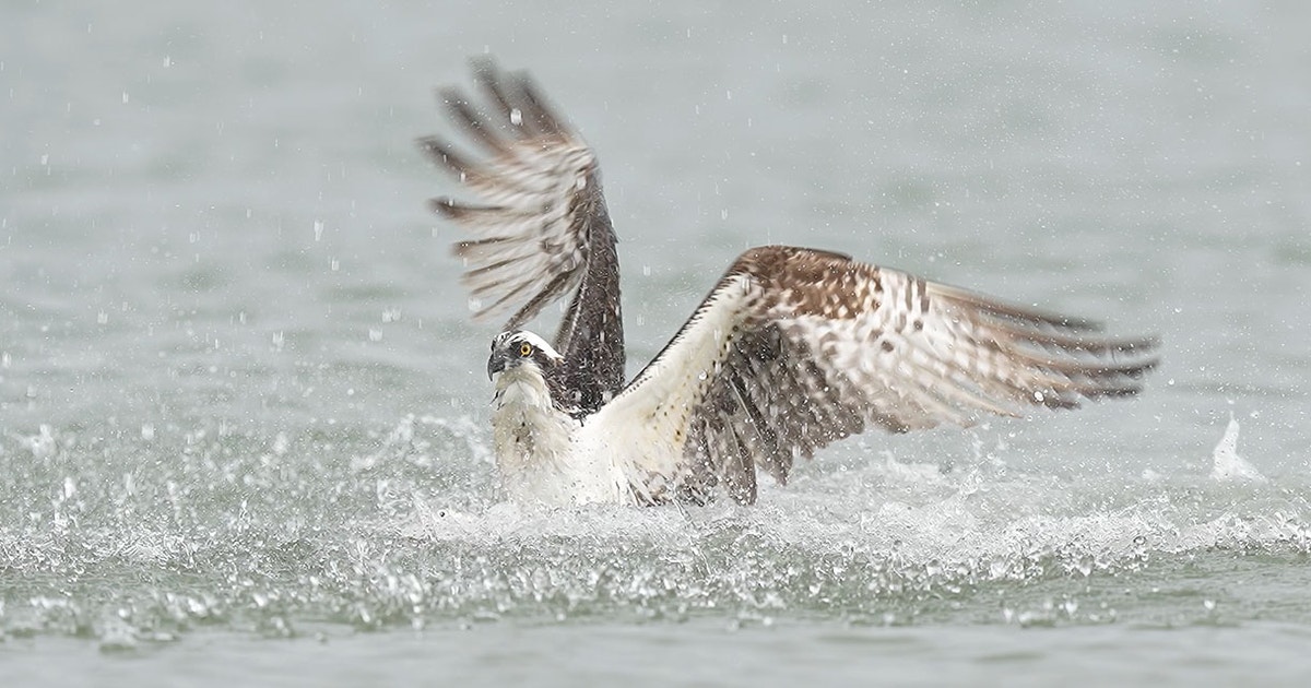 Ospreys in the Chesapeake Bay Are Starving to Death at Disastrous Rates. What Will It Take to Save Them?