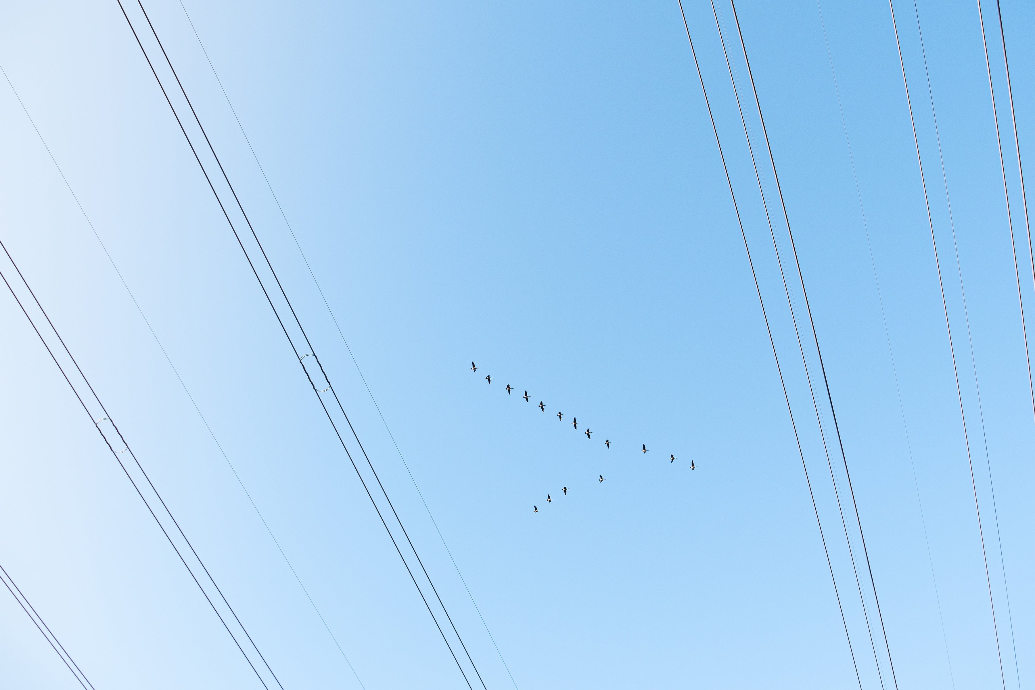 Canada Geese flying overhead in a V formation, seen through power lines.