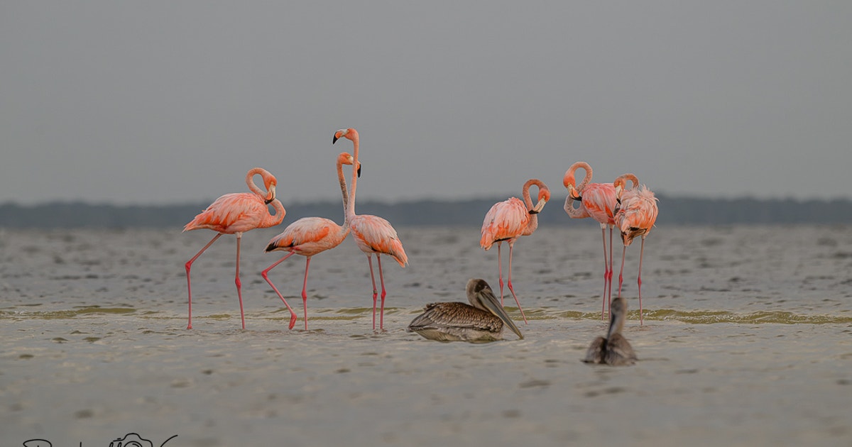Florida Photographer Spots American Flamingo with Leg Band Florida Photographer Spots American Flamingo with Leg Band