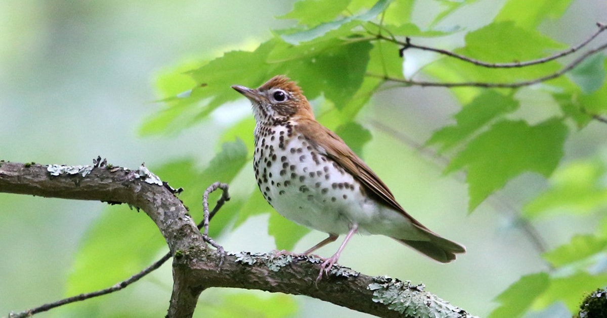 The Song of a Wood Thrush is Good News for Landowners Who Love Birds The Song of a Wood Thrush is Good News for Landowners Who Love Birds