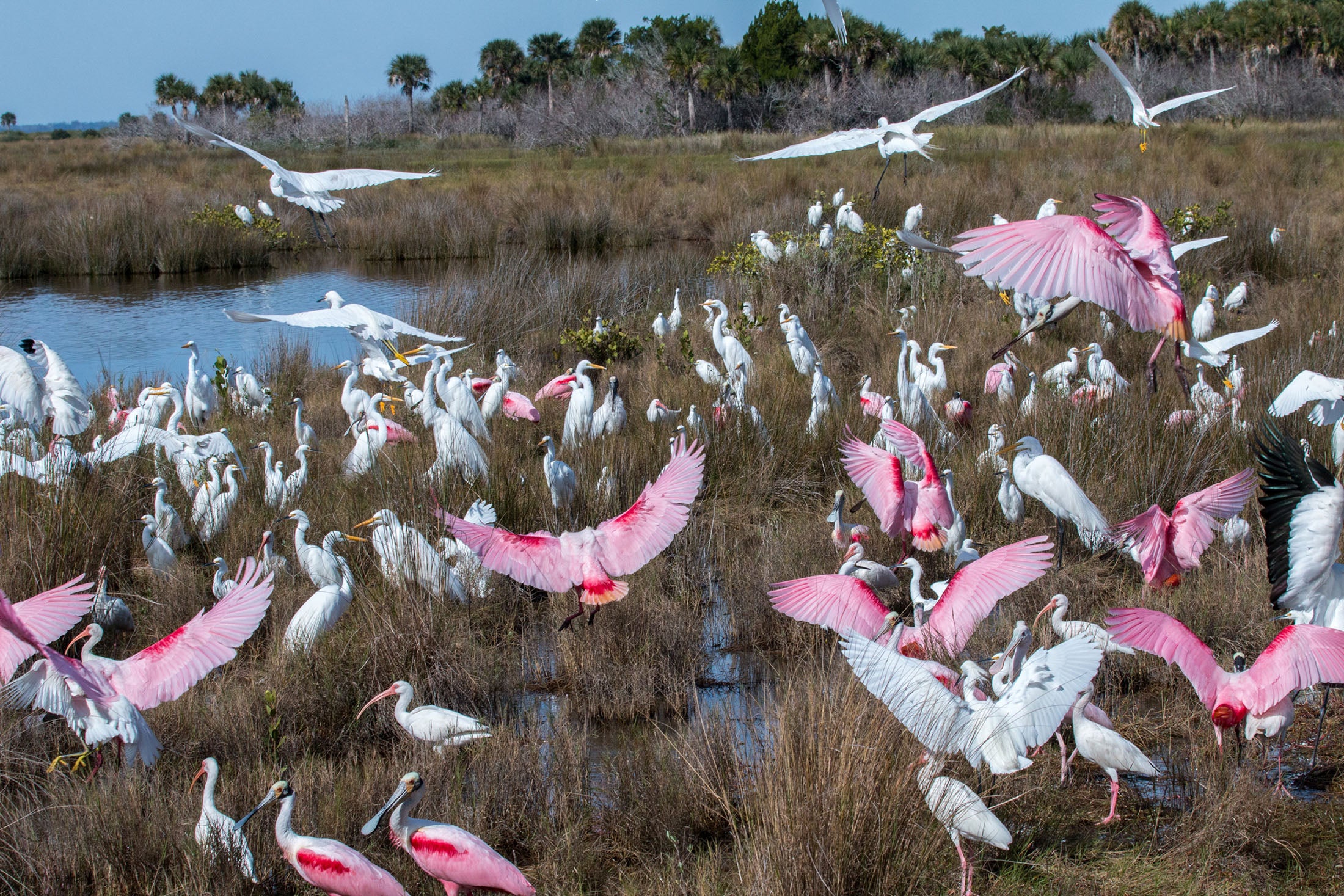 White and pink wading birds in a wetland