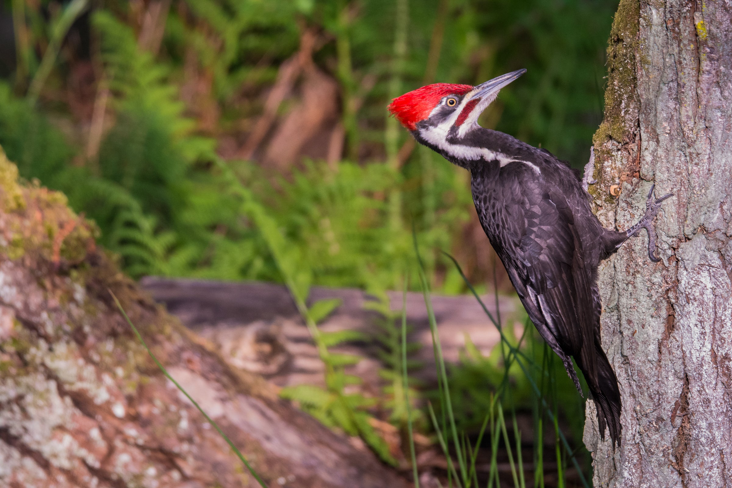 Pileated Woodpecker
