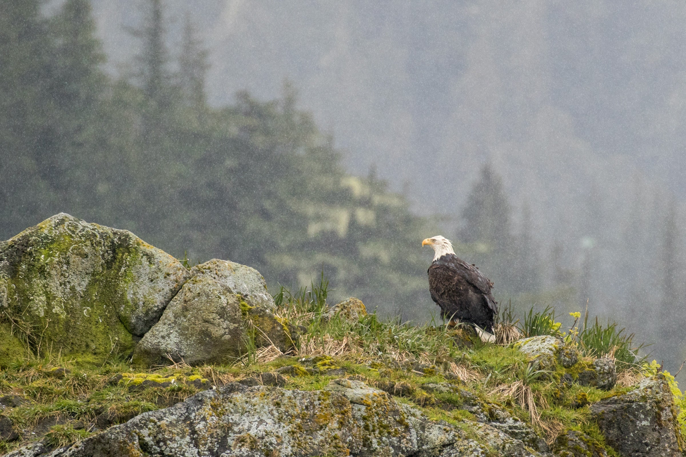 A Bald Eagle stands on a rocky hillside in the rain.