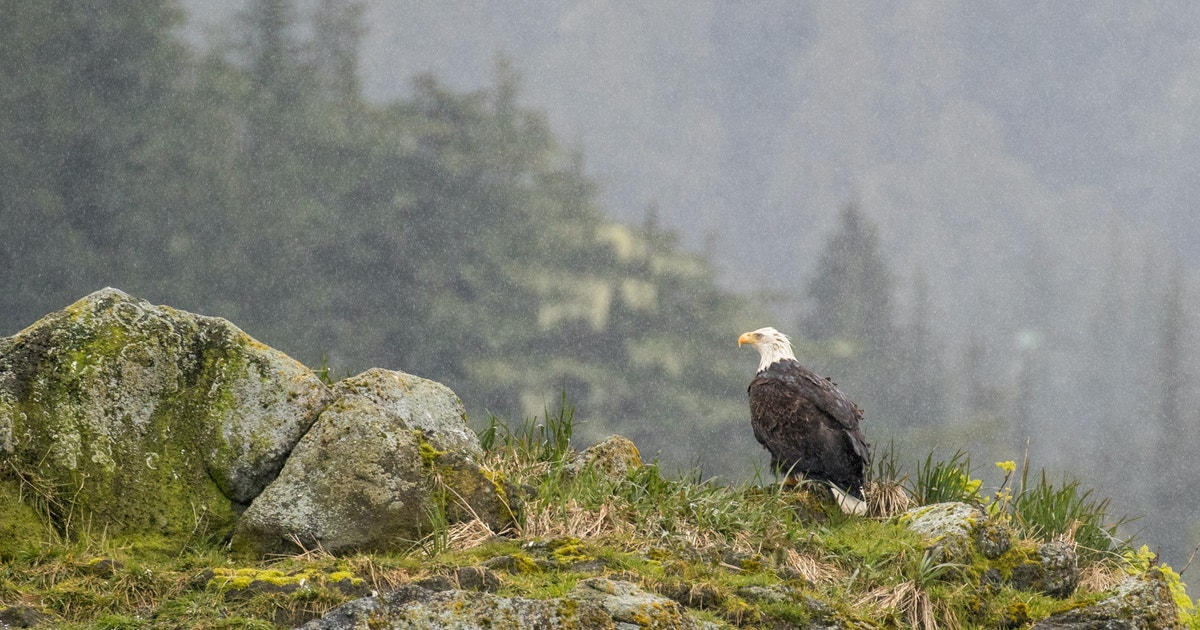 Conserving Habitat Has Always Been Central to the Endangered Species Act Conserving Habitat Has Always Been Central to the Endangered Species Act