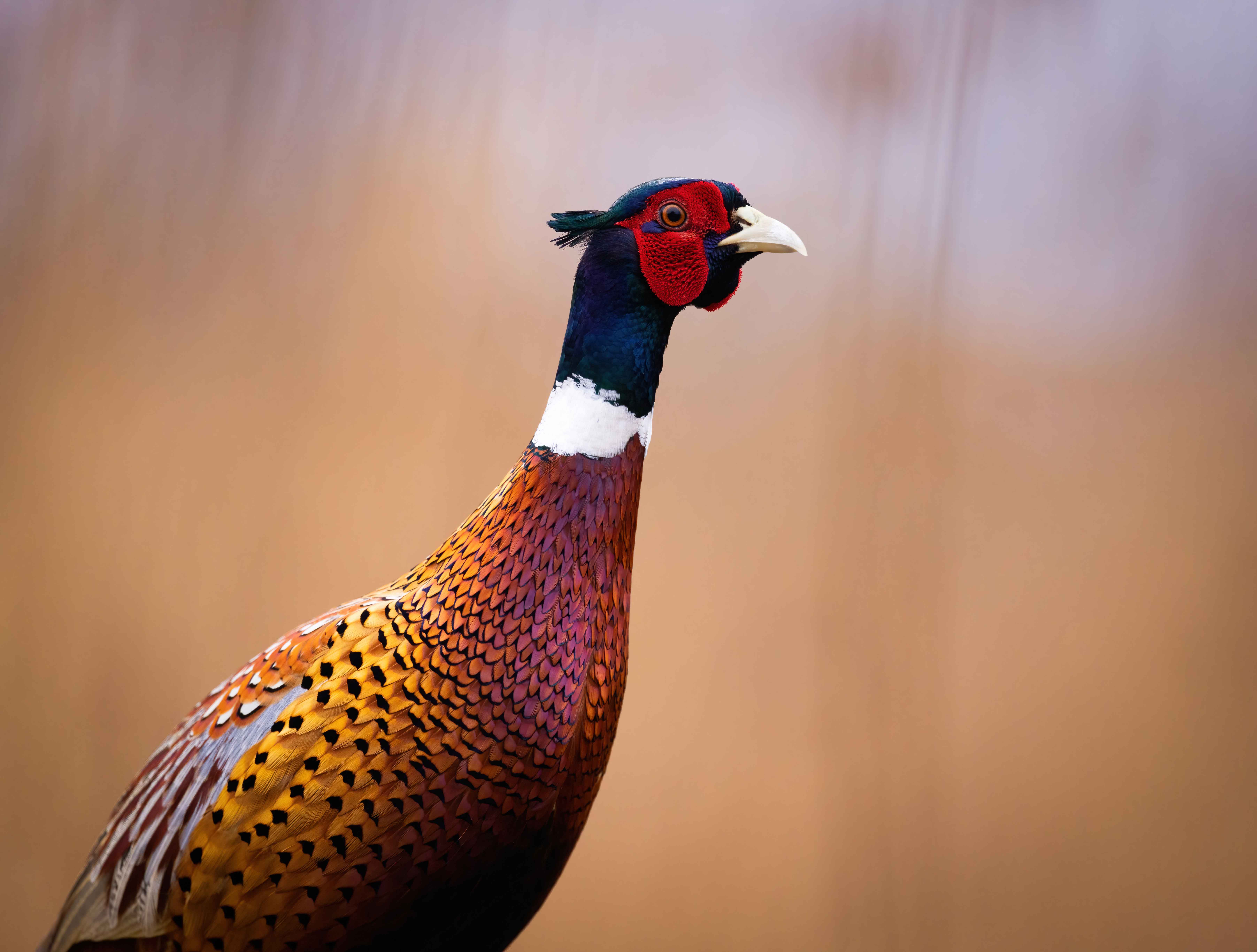 ringed-neck pheasant