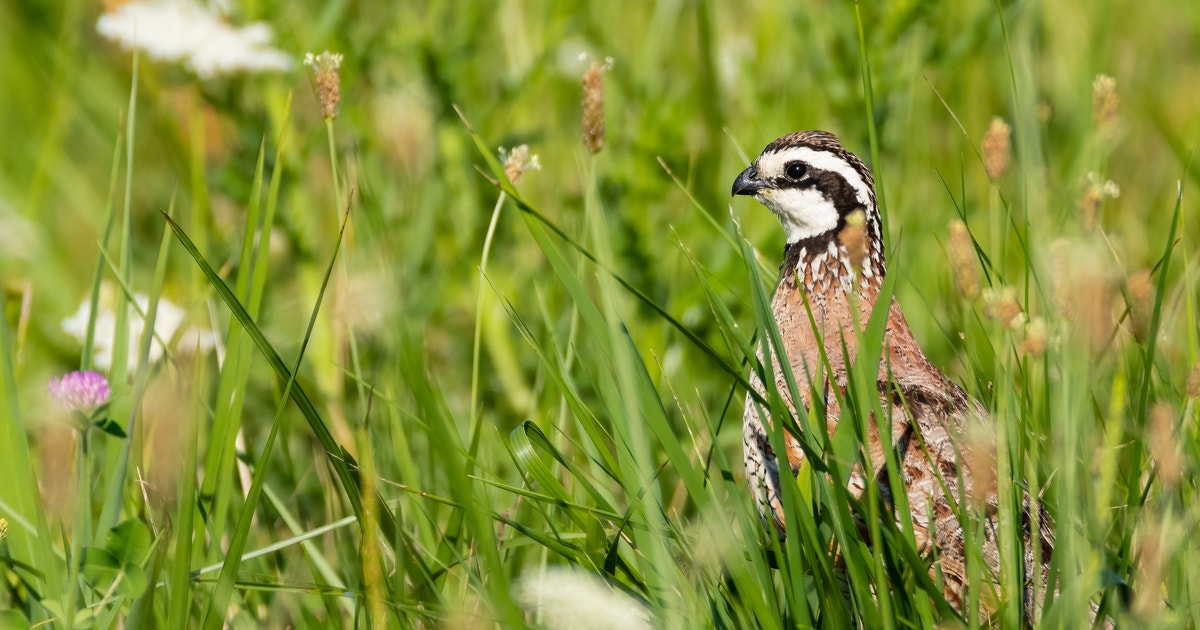 New Audubon Program Helps Families Keep their Forests Healthy, Productive, and Intact New Audubon Program Helps Families Keep their Forests Healthy, Productive, and Intact