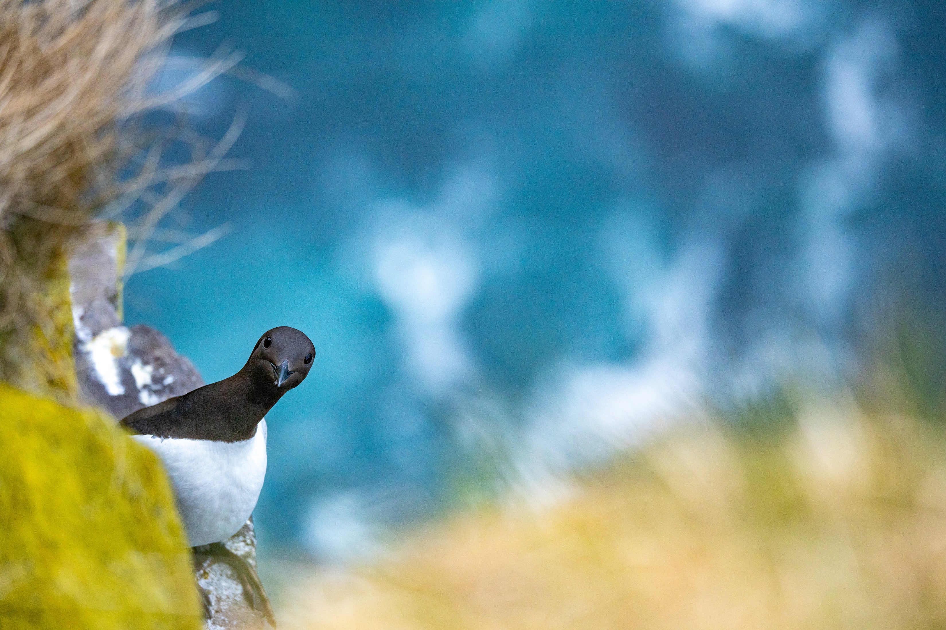 A Common Murre looks up from its perch on a rocky cliffside.