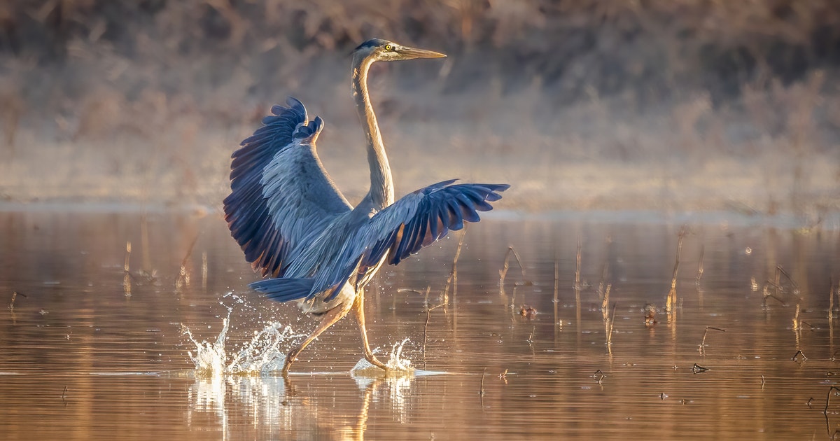 Bird Cities Soar: A Year of Community-Powered Conservation Bird Cities Soar: A Year of Community-Powered Conservation