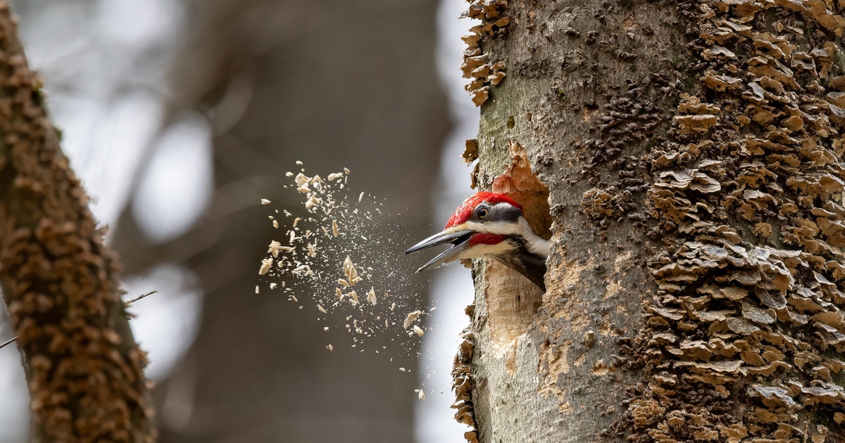 Wait—Do Woodpeckers Kill Trees? | Audubon Wait—Do Woodpeckers Kill Trees? | Audubon