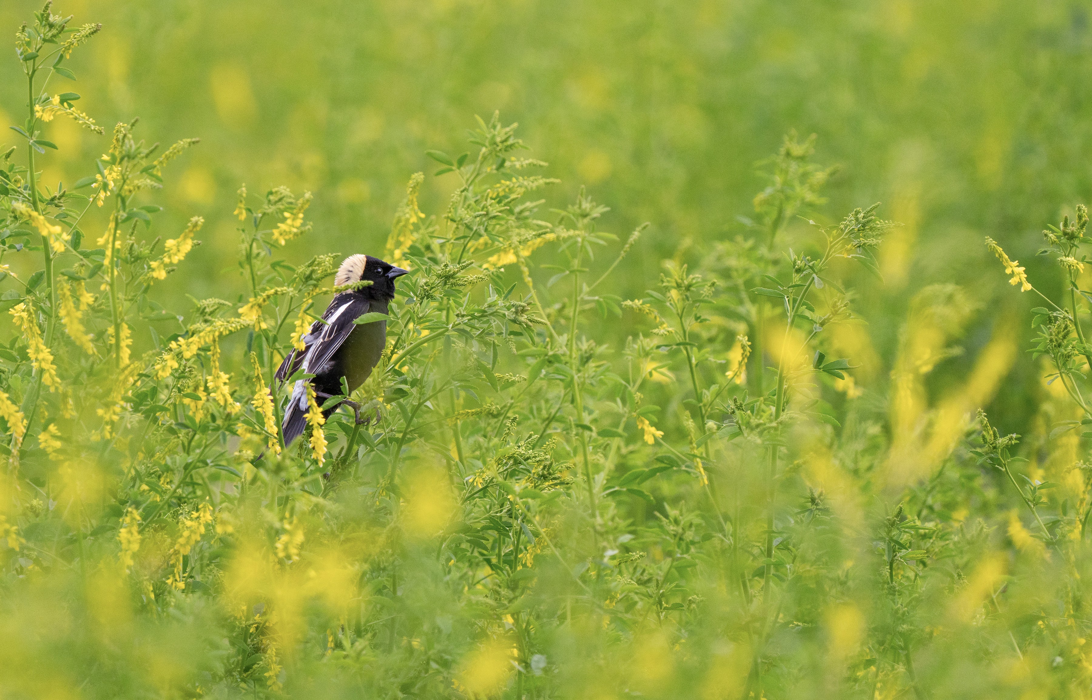 A male Bobolink perched in a field of tall grasses with yellow flowers.