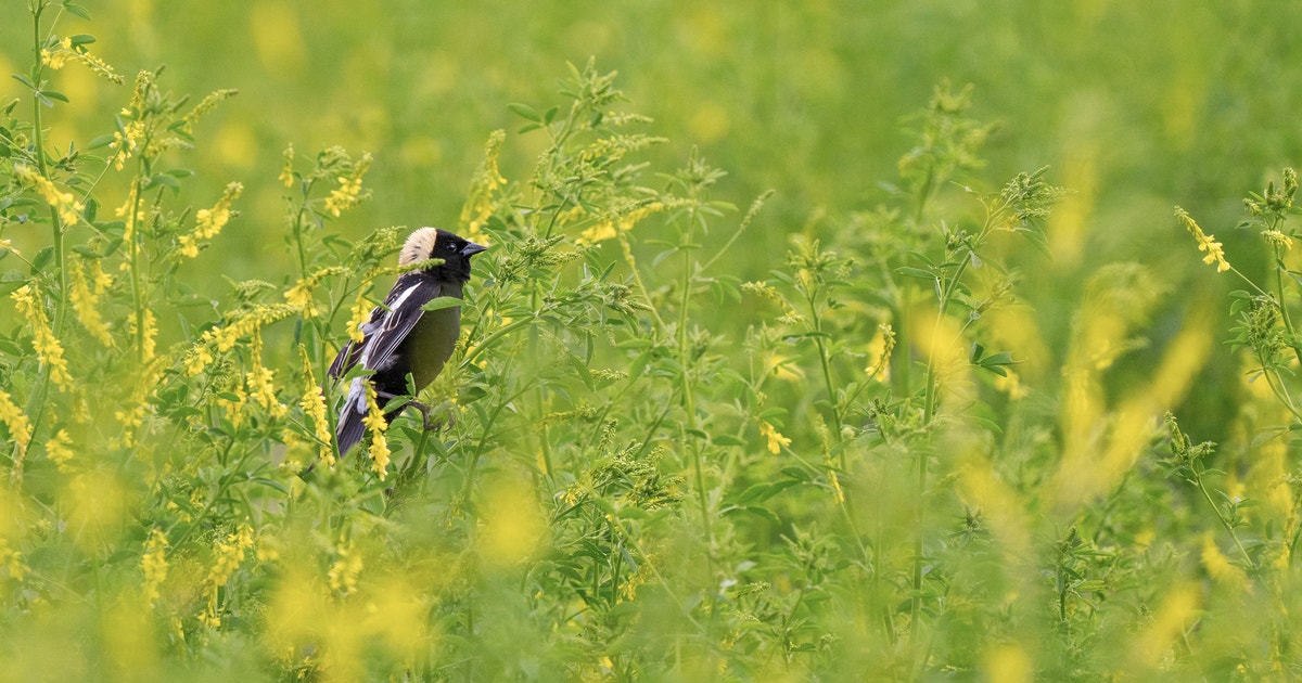 Audubon Pilots Adopt-a-Flyway Recognition Program to Enhance 700 acres of Migratory Bird Habitat in Minnesota Audubon Pilots Adopt-a-Flyway Recognition Program to Enhance 700 acres of Migratory Bird Habitat in Minnesota