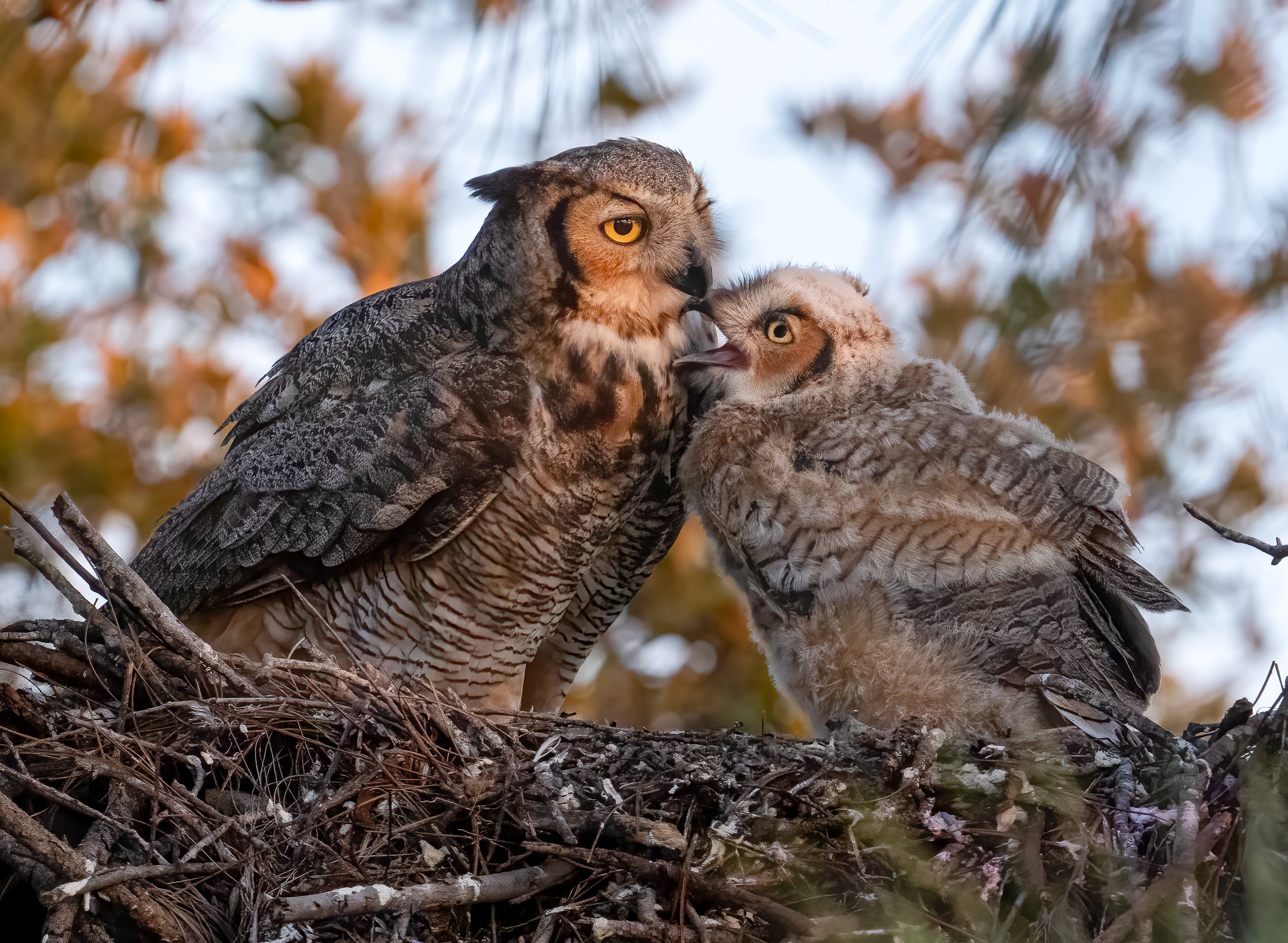 A Great Horned Owl chick snuggling up to its parent on their nest.