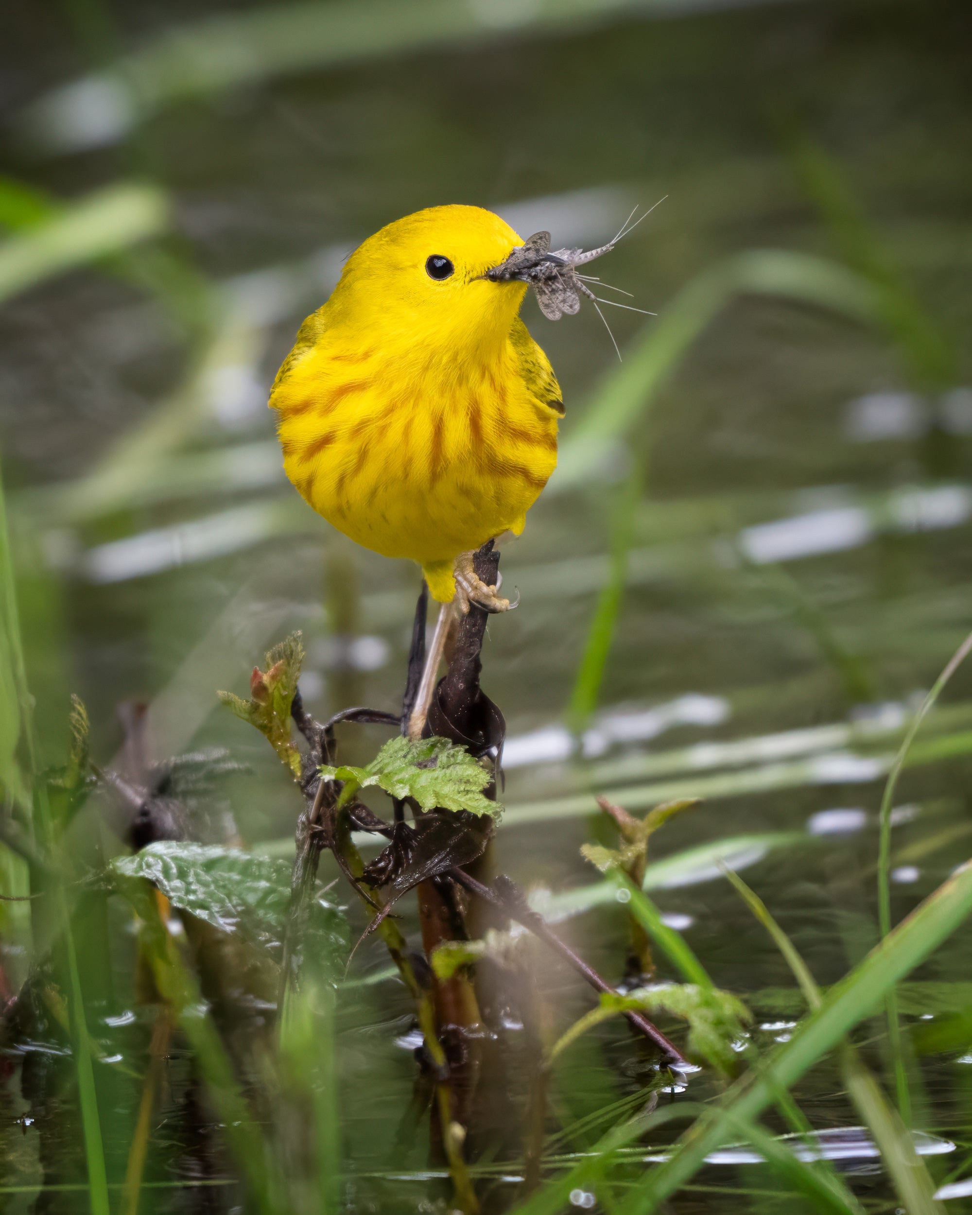 A yellow warbler with a beak full of mayflies perches on a stick poking up out of water.