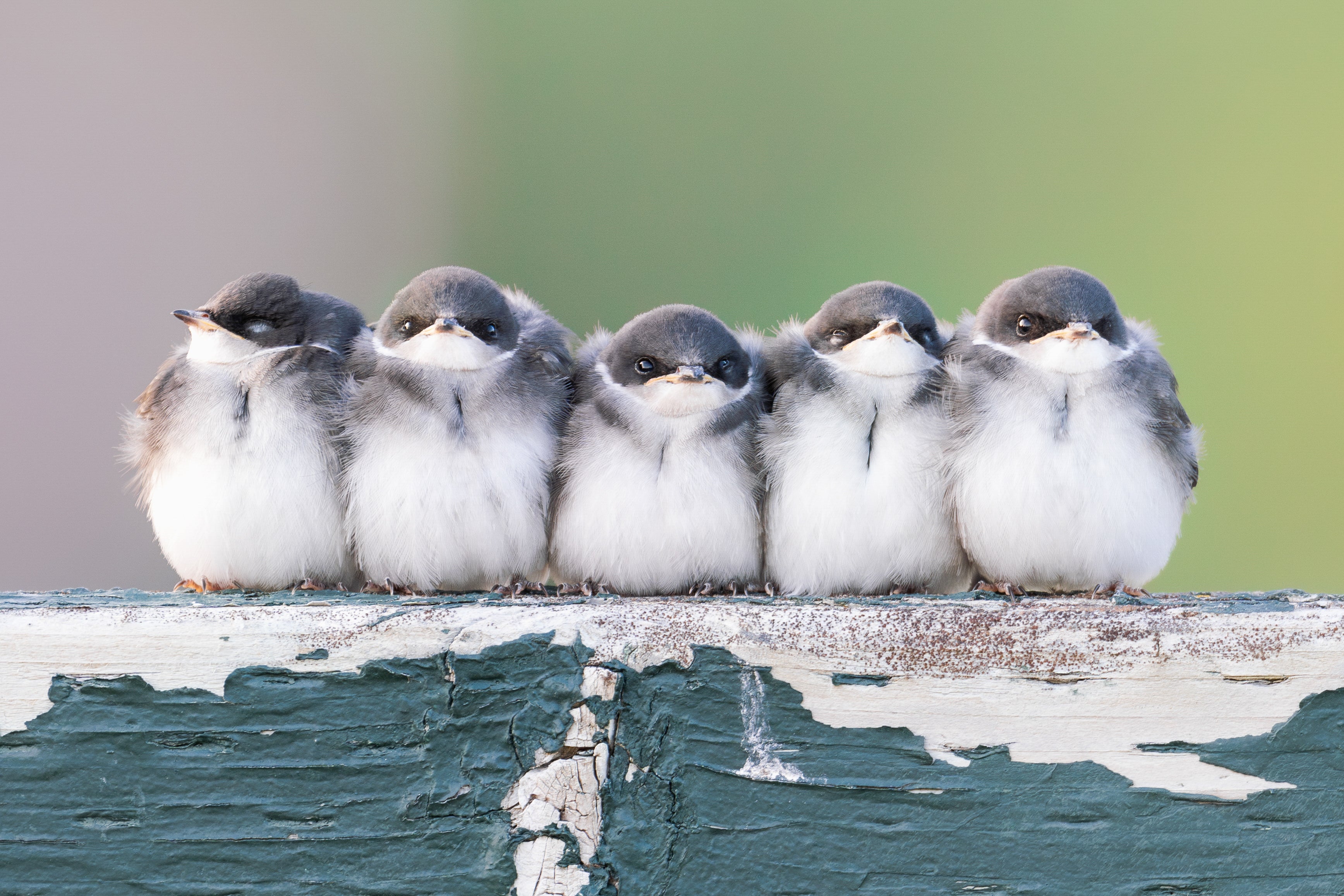 A group of five Tree Swallows sit together on a wooden plank.